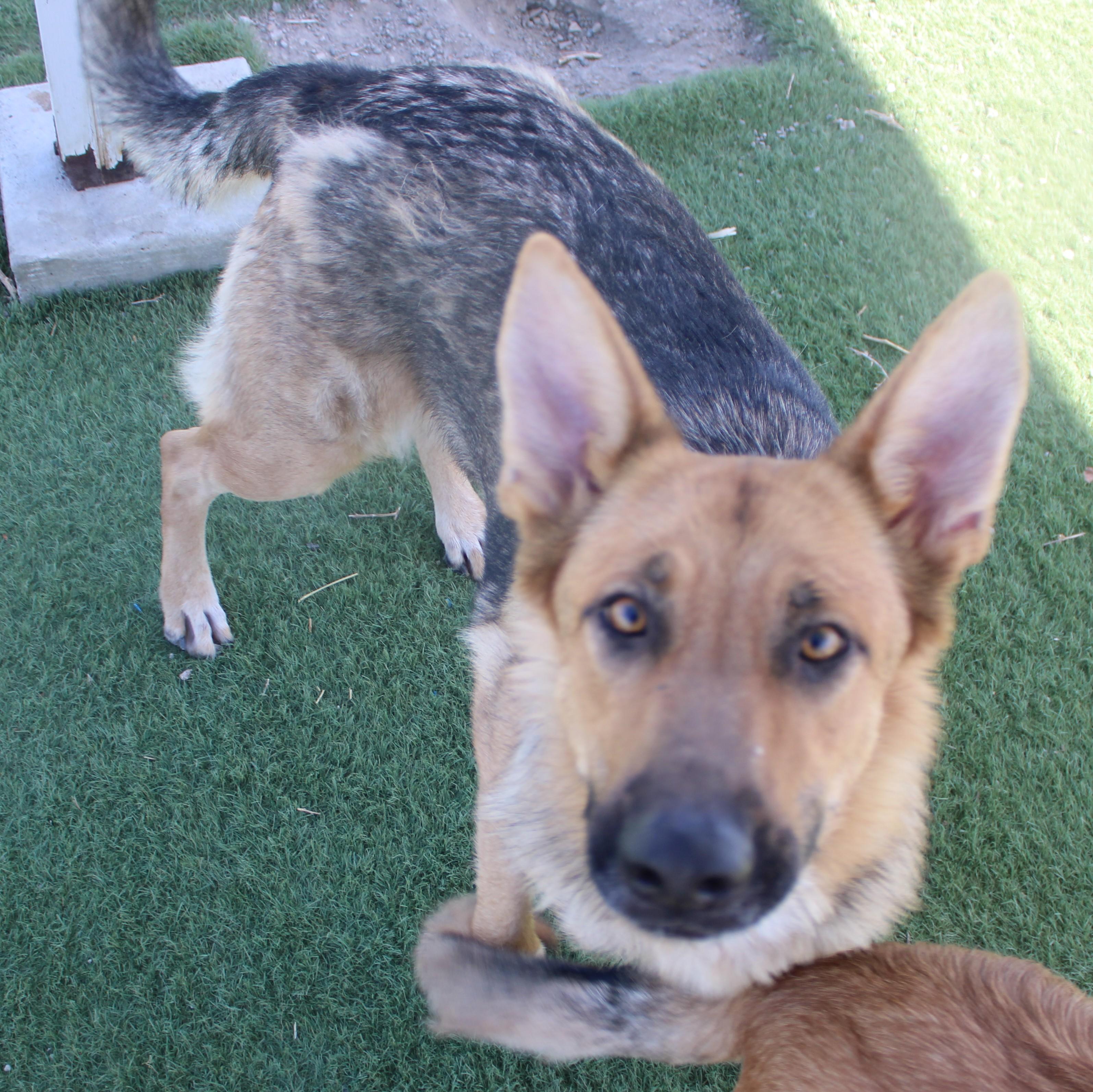 TRENTA ( AVAILABLE 7/20/26), ADOPTABLE, Adult Female German Shepherd Dog.