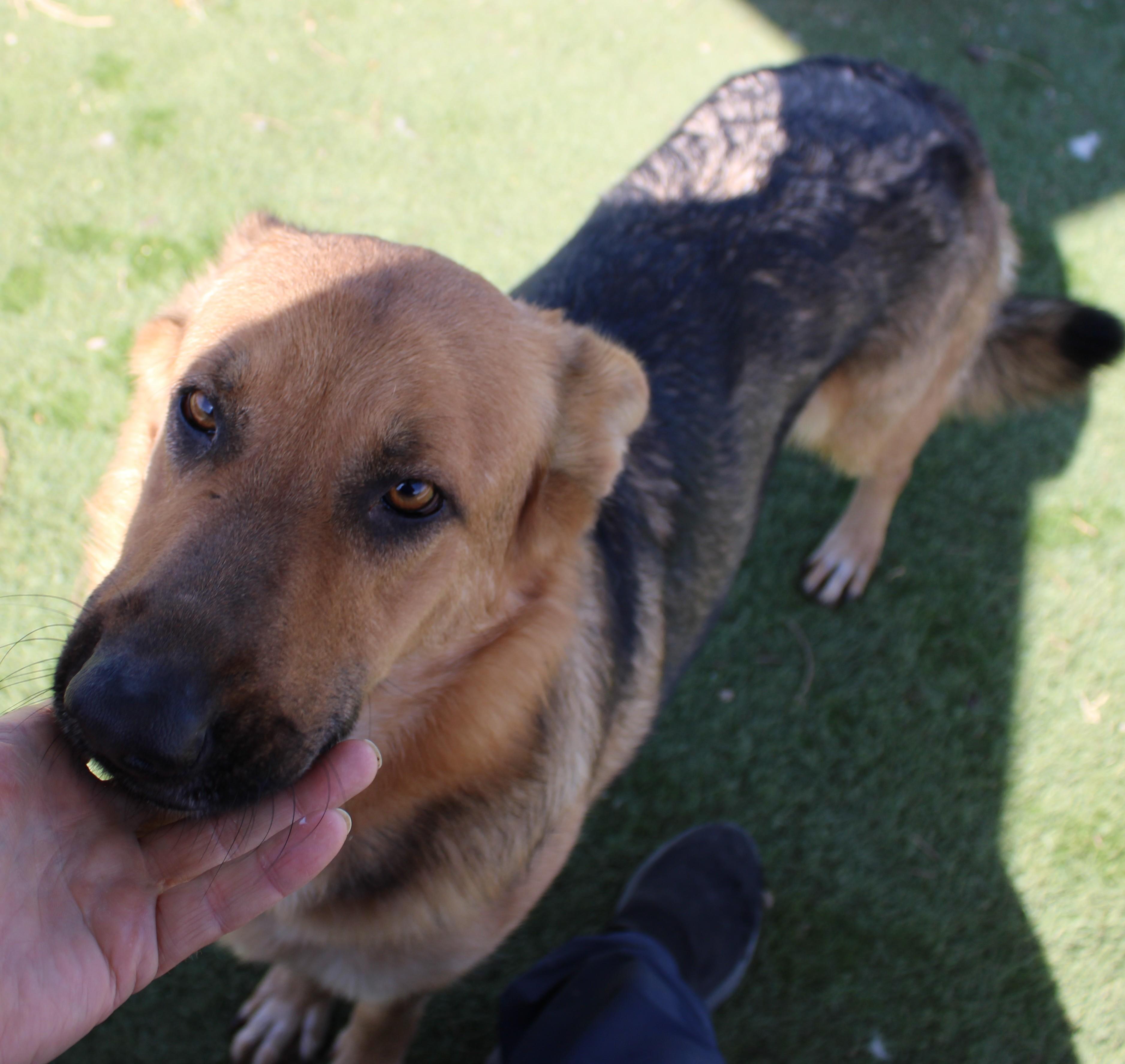 Enlarge TRENTA, a Adoptable German Shepherd Dog in Wasco, CA image 2/6