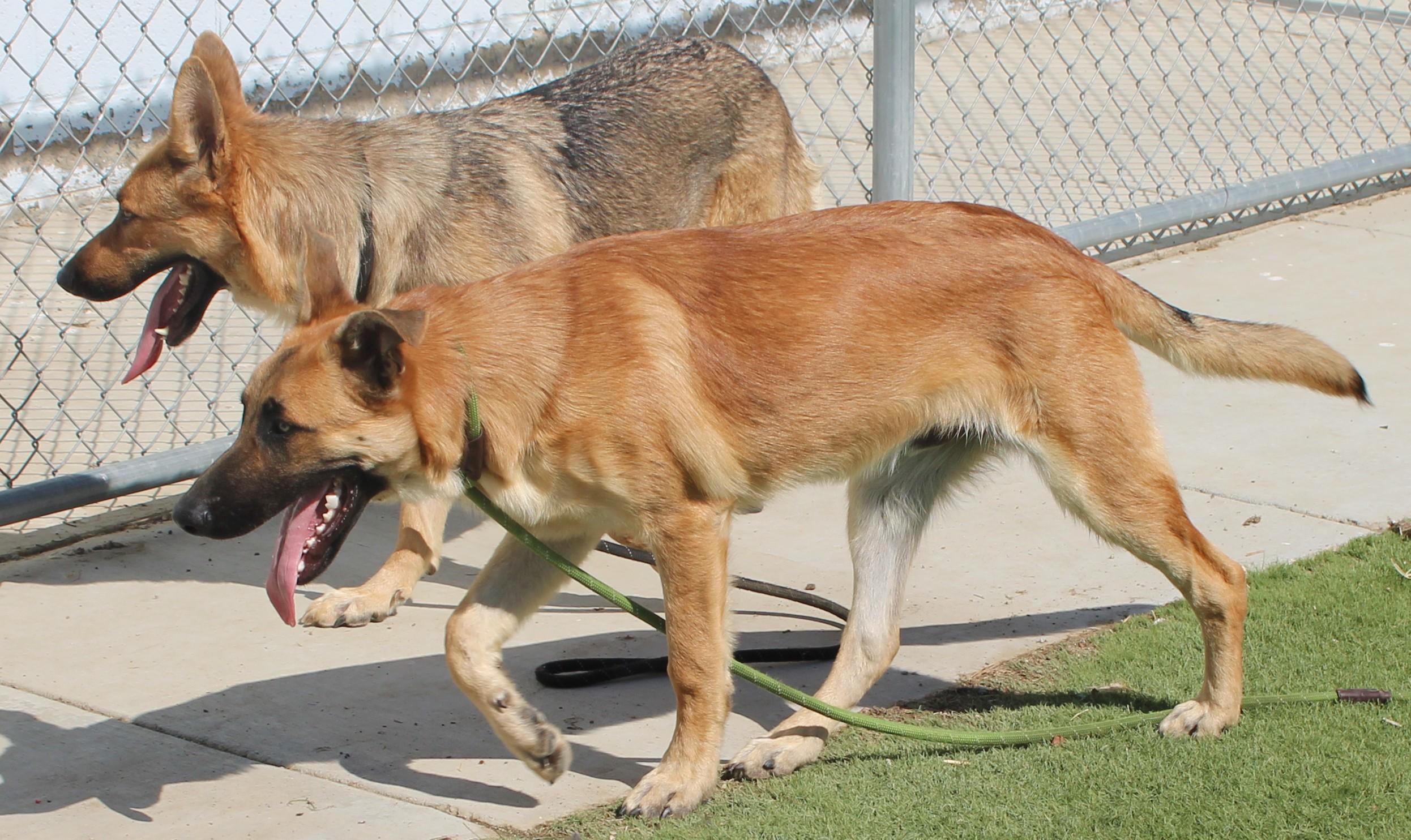 Enlarge TRENTA ( AVAILABLE 7/20/26), a ADOPTABLE German Shepherd Dog in Wasco, CA image 2/6