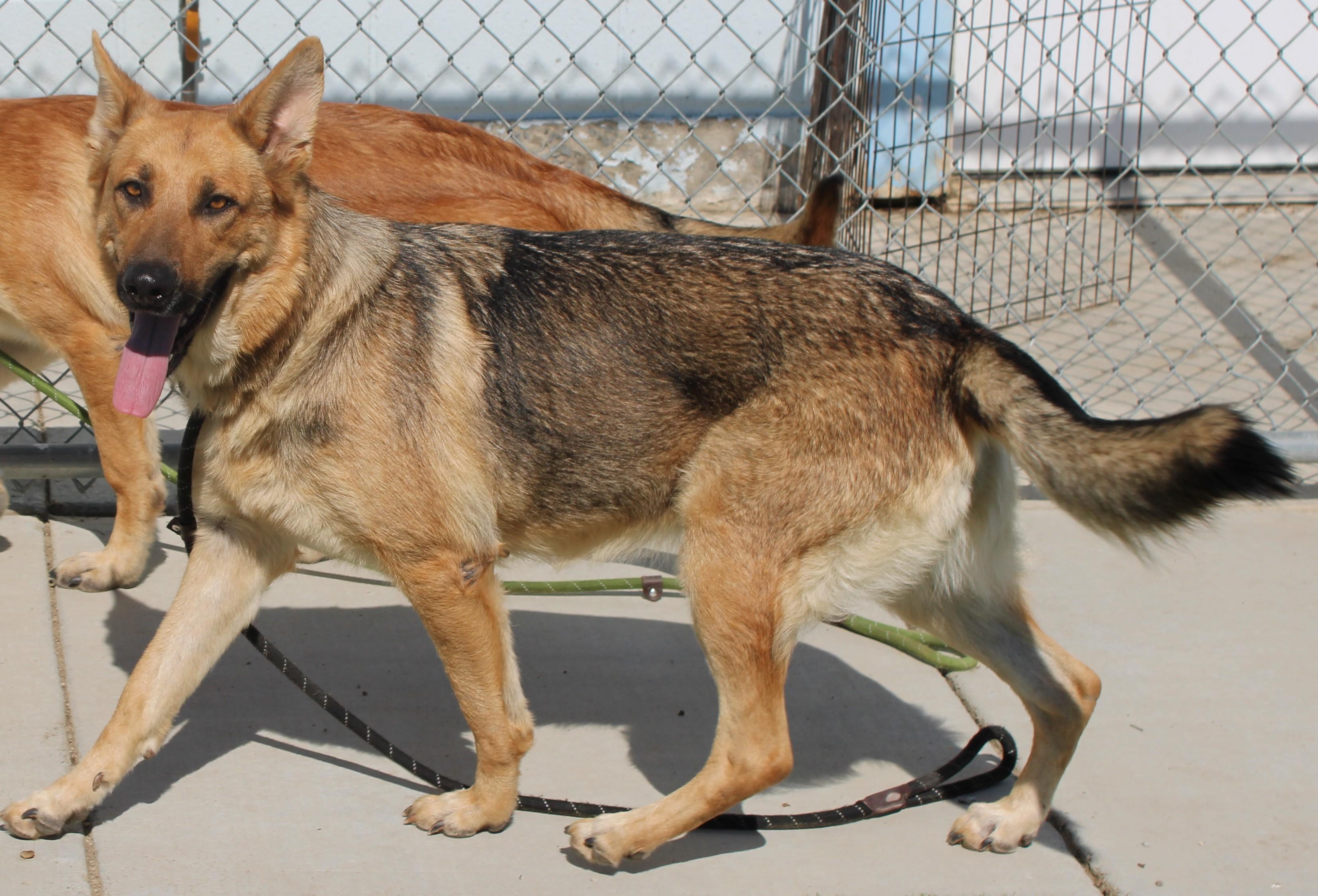 Enlarge TRENTA ( AVAILABLE 7/20/26), a ADOPTABLE German Shepherd Dog in Wasco, CA image 4/6