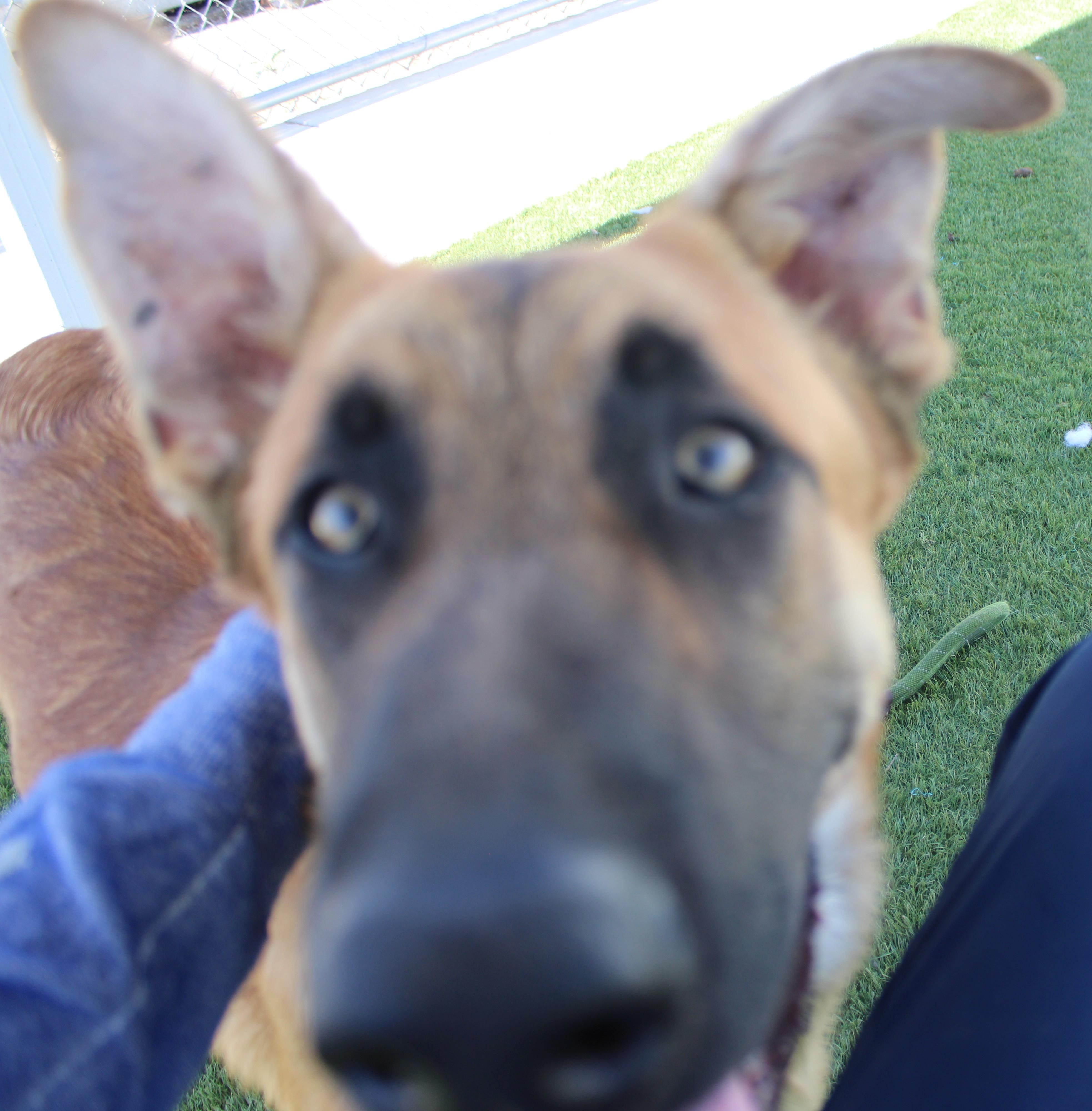 TRENTA ( AVAILABLE 7/20/26), a ADOPTABLE German Shepherd Dog in Wasco, CA image 5/6