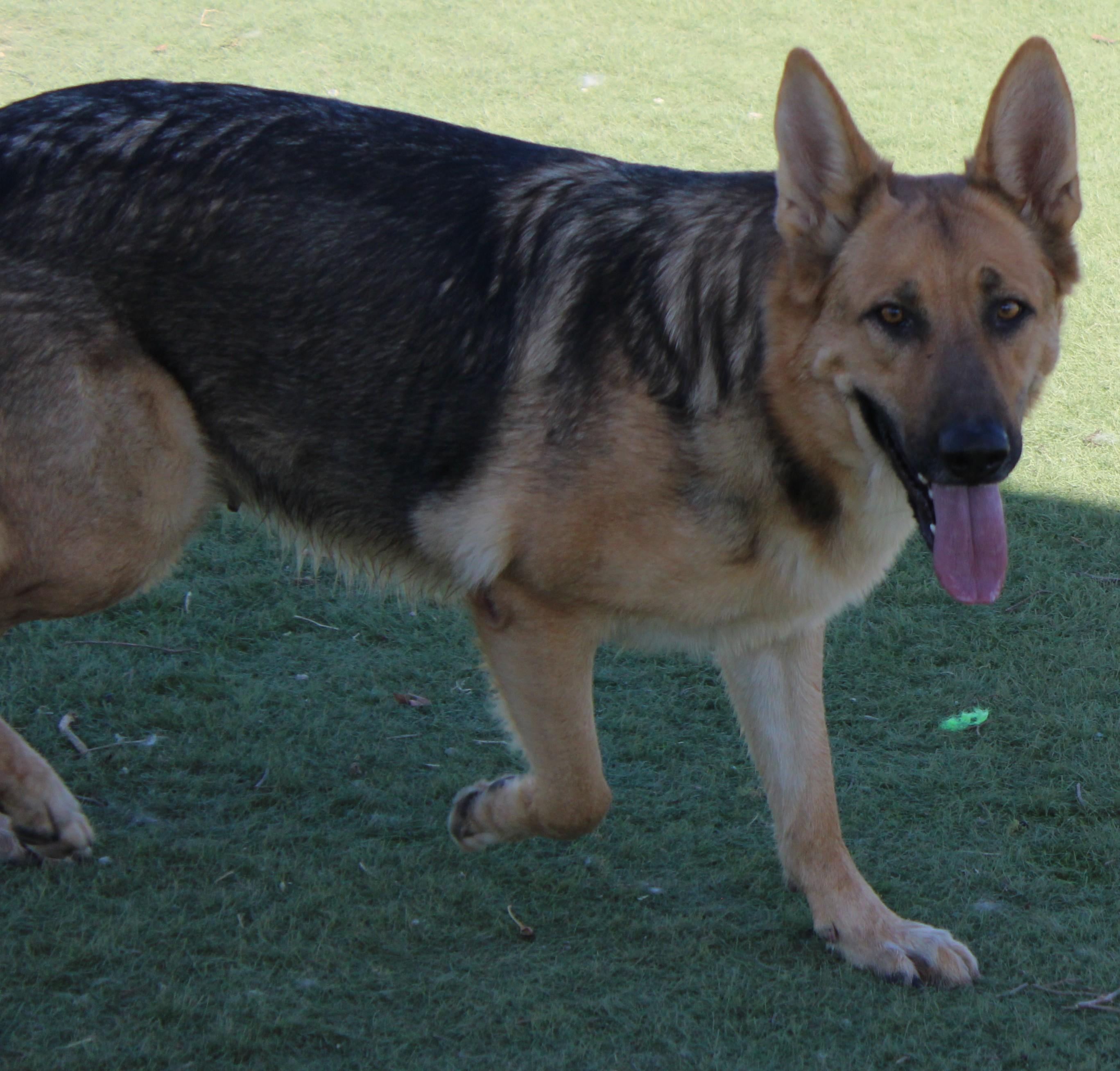 Enlarge TRENTA, a Adoptable German Shepherd Dog in Wasco, CA image 3/6