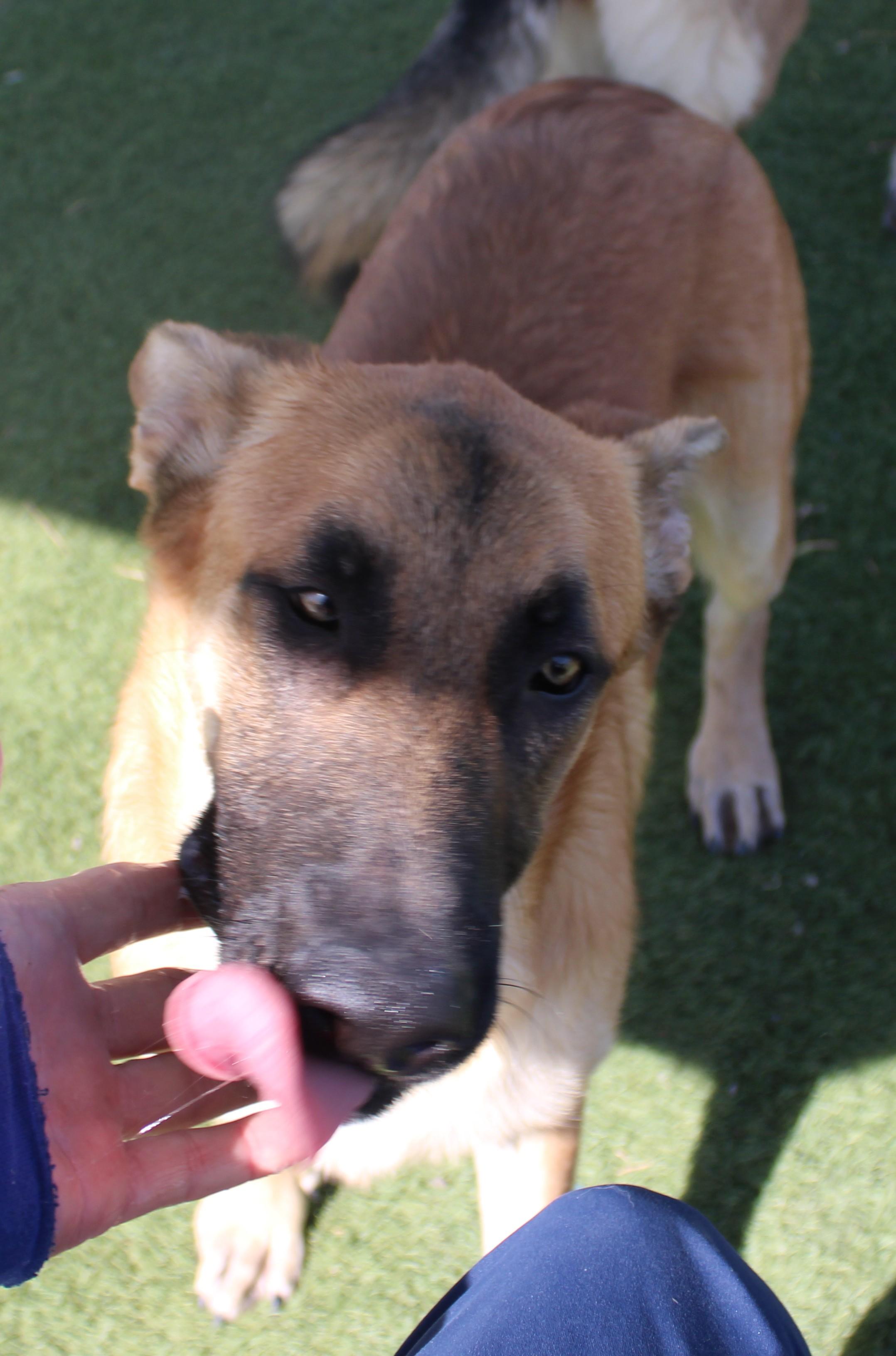 TRENTA ( AVAILABLE 7/20/26), a ADOPTABLE German Shepherd Dog in Wasco, CA image 3/6