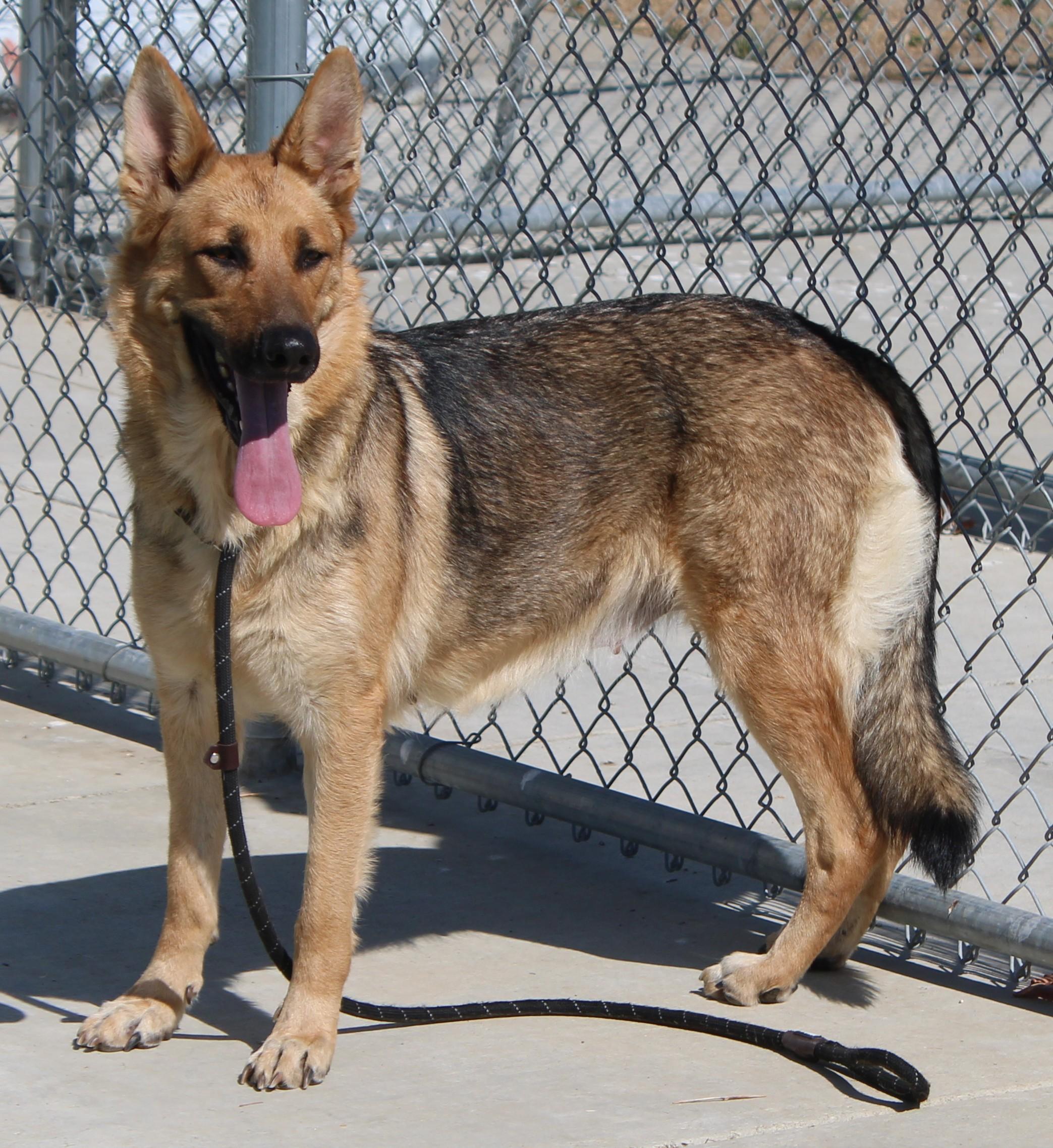 Enlarge TRENTA ( AVAILABLE 7/20/26), a ADOPTABLE German Shepherd Dog in Wasco, CA image 1/6