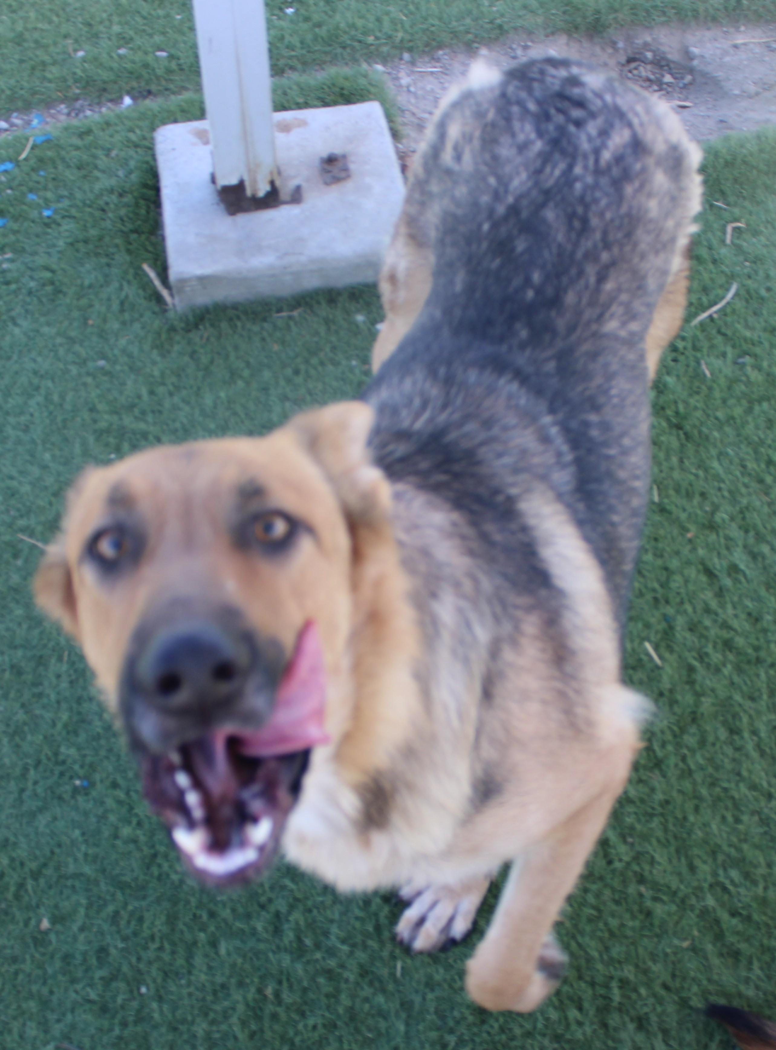TRENTA ( AVAILABLE 7/20/26), a ADOPTABLE German Shepherd Dog in Wasco, CA image 2/6