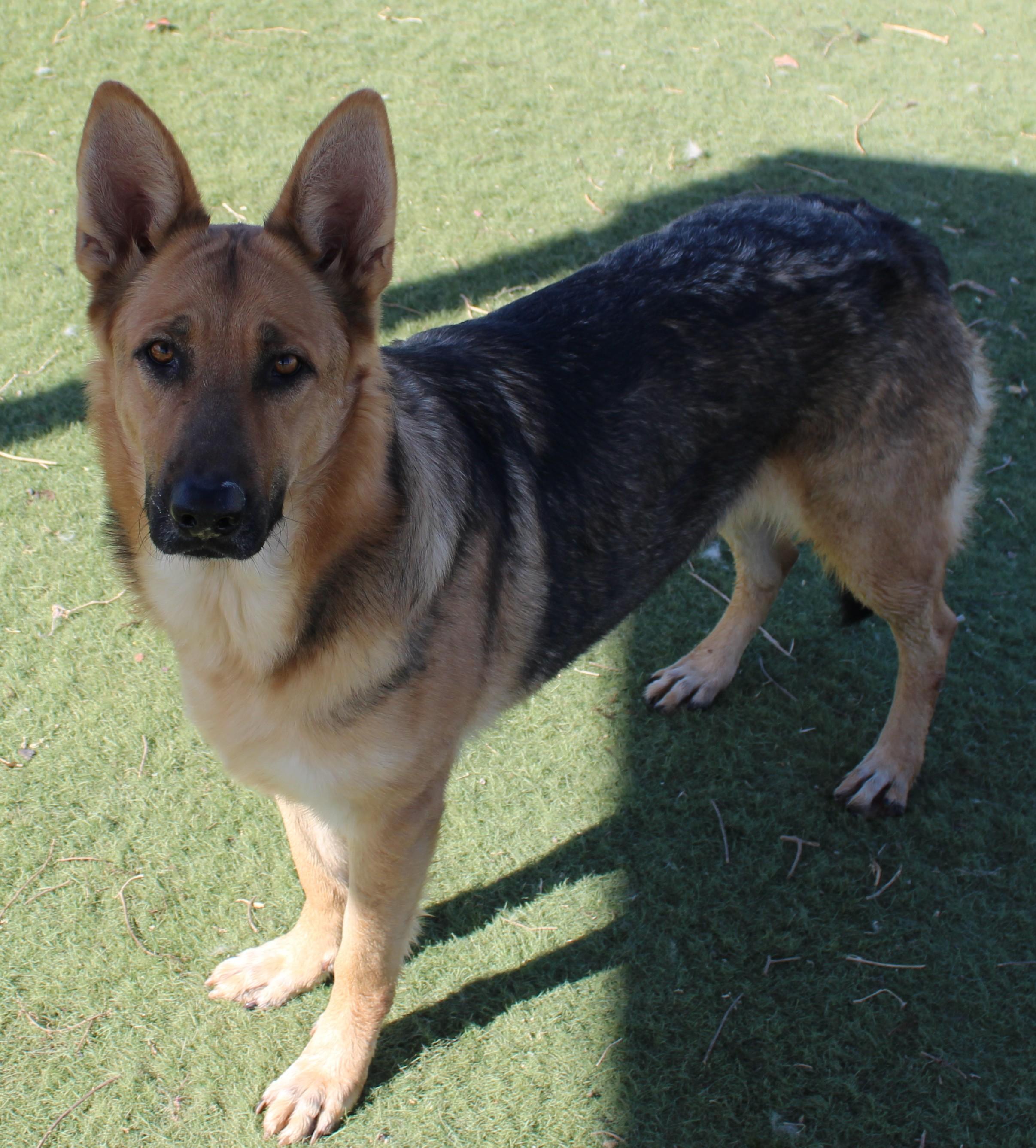 TRENTA, Adoptable, Adult Female German Shepherd Dog.