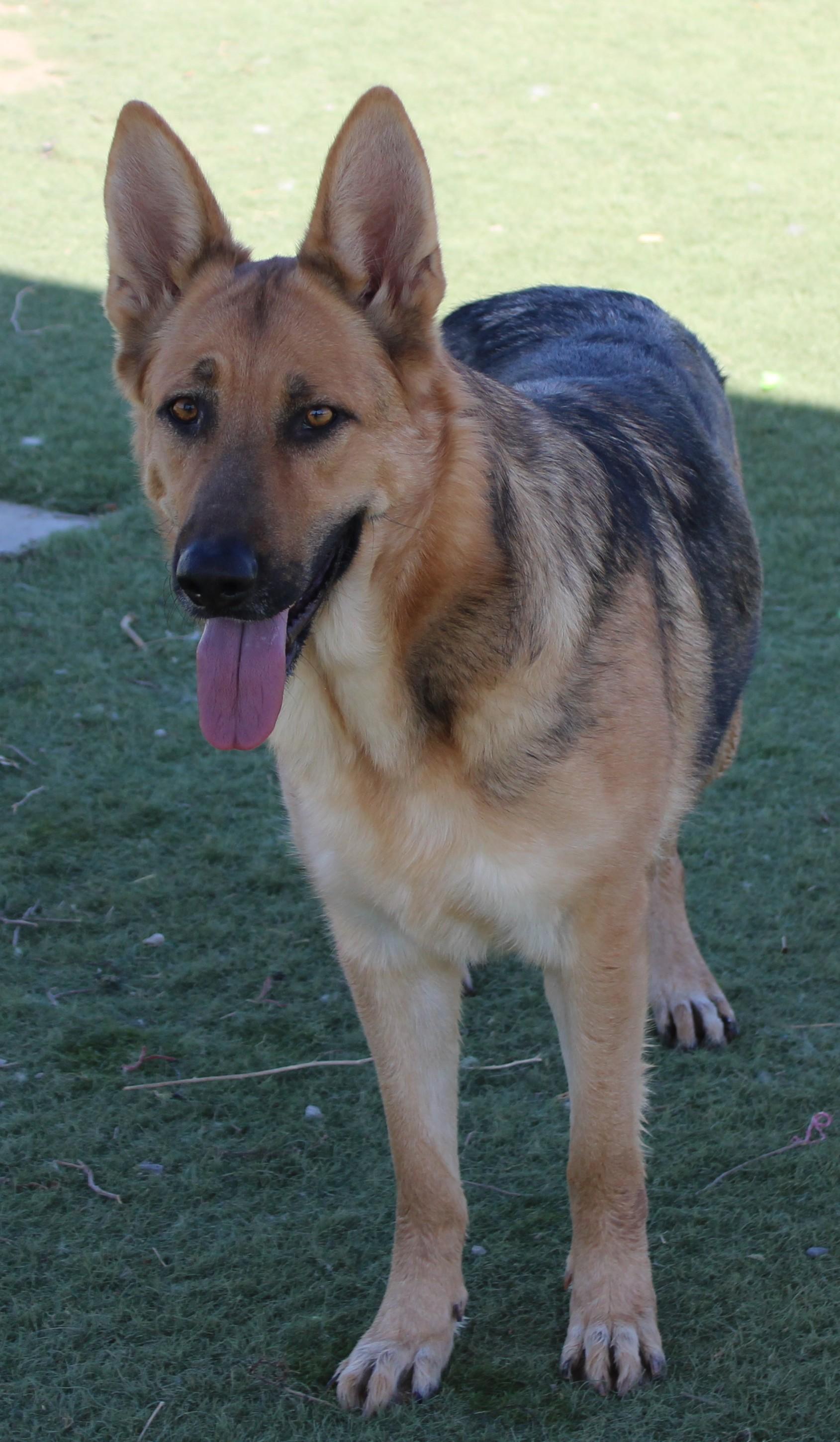 Enlarge TRENTA, a Adoptable German Shepherd Dog in Wasco, CA image 4/6