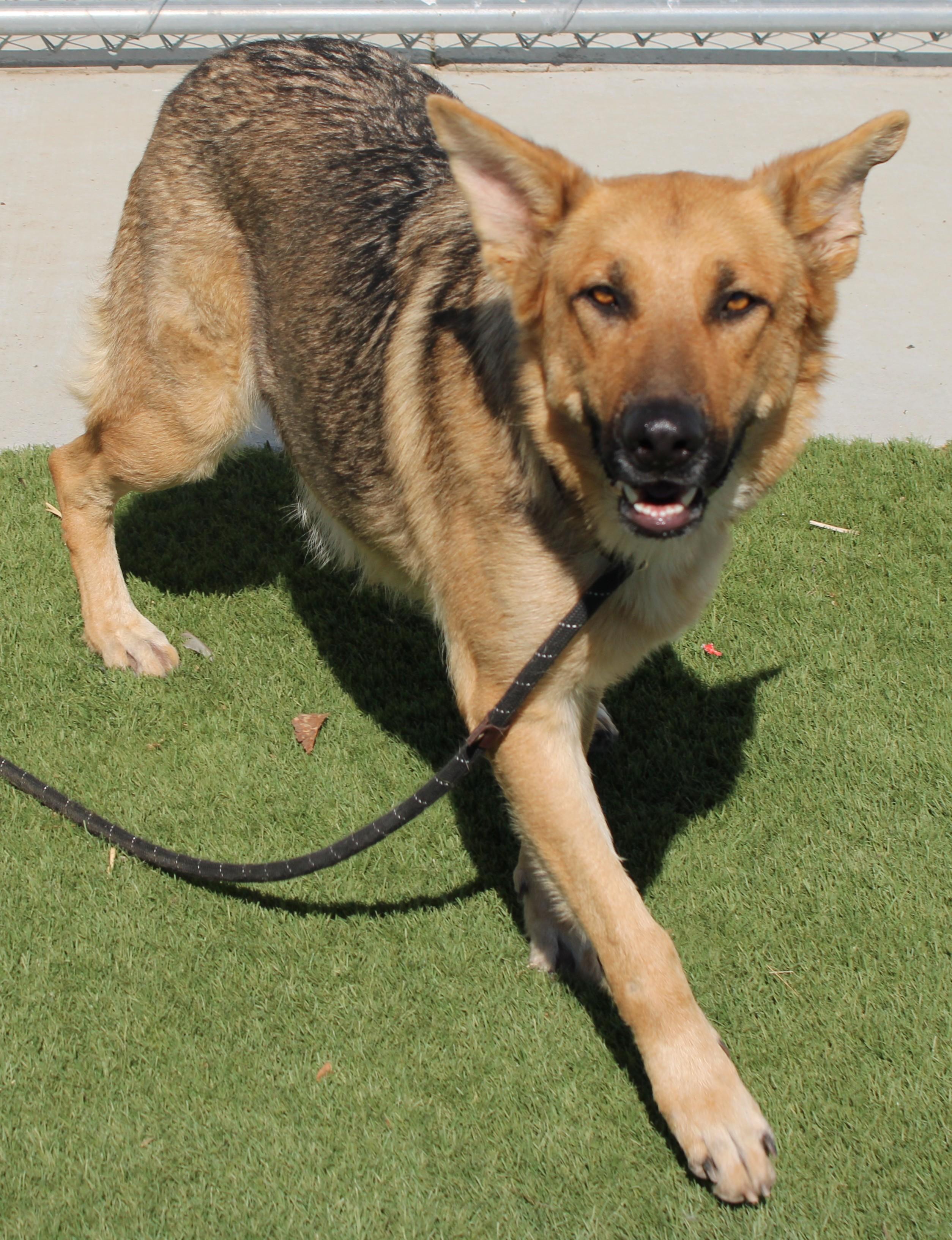 Enlarge TRENTA ( AVAILABLE 7/20/26), a ADOPTABLE German Shepherd Dog in Wasco, CA image 5/6