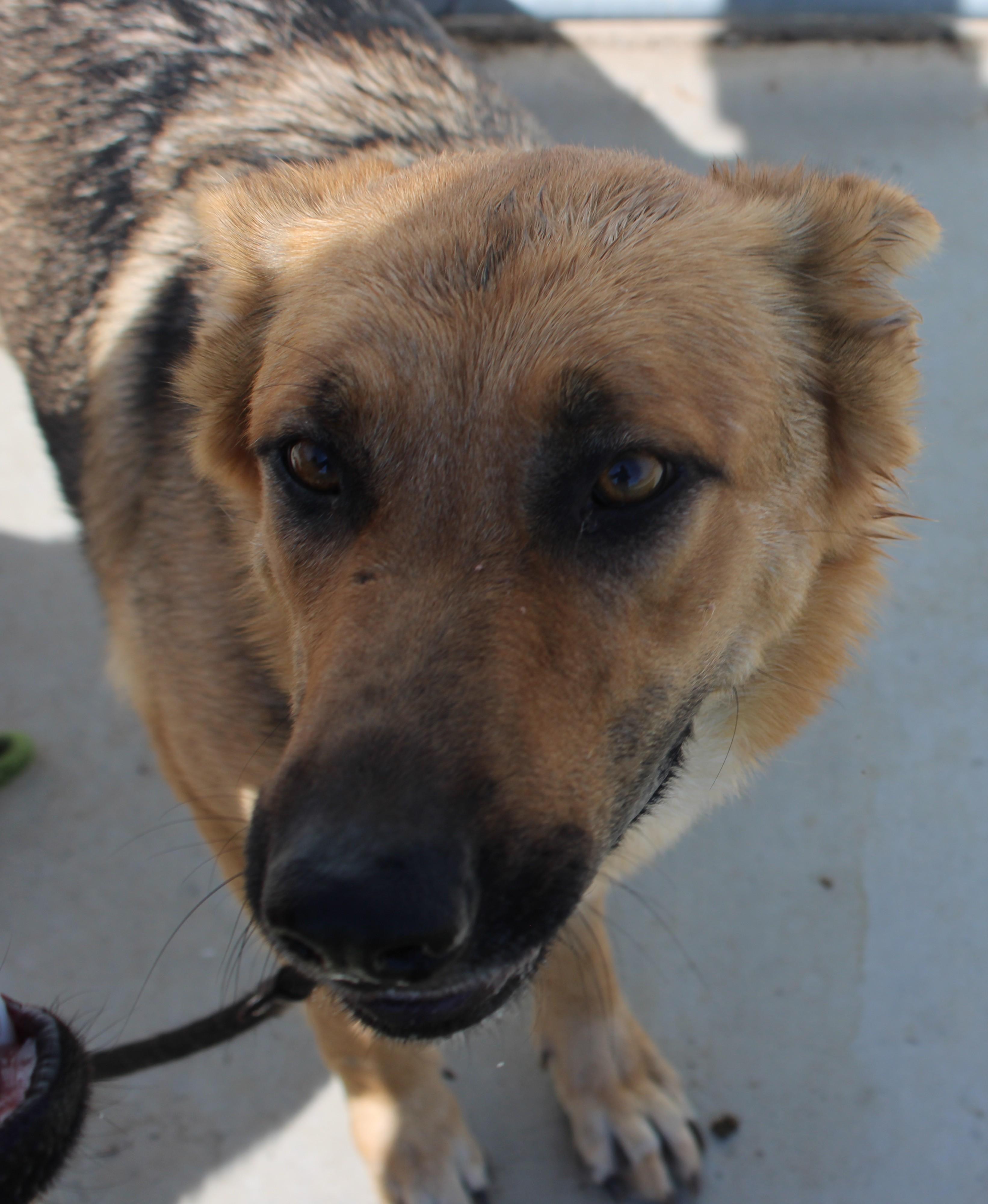 Enlarge TRENTA ( AVAILABLE 7/20/26), a ADOPTABLE German Shepherd Dog in Wasco, CA image 3/6