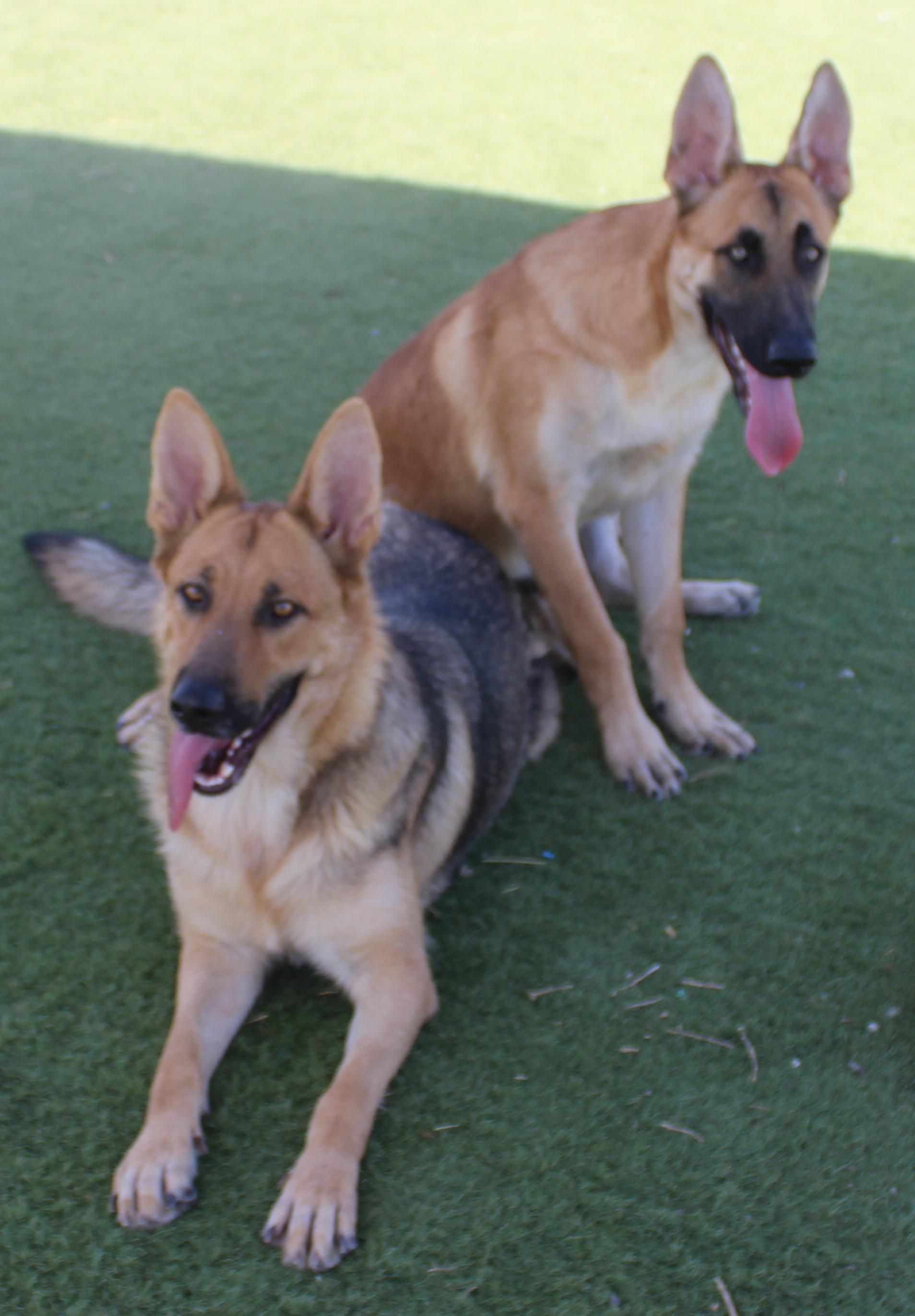 TRENTA ( AVAILABLE 7/20/26), a ADOPTABLE German Shepherd Dog in Wasco, CA image 4/6
