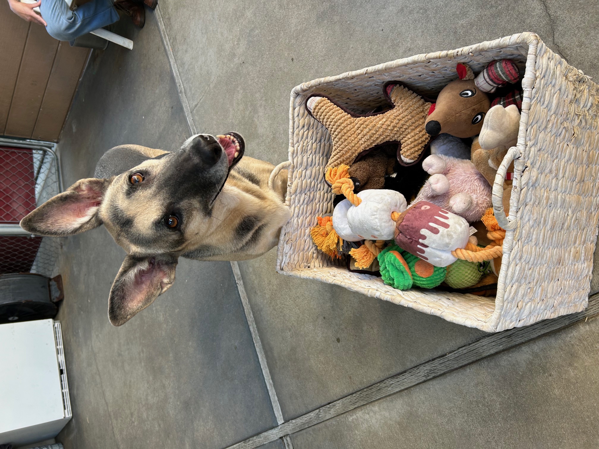 Kona, Adoptable, Adult Female German Shepherd Dog & Shepherd.