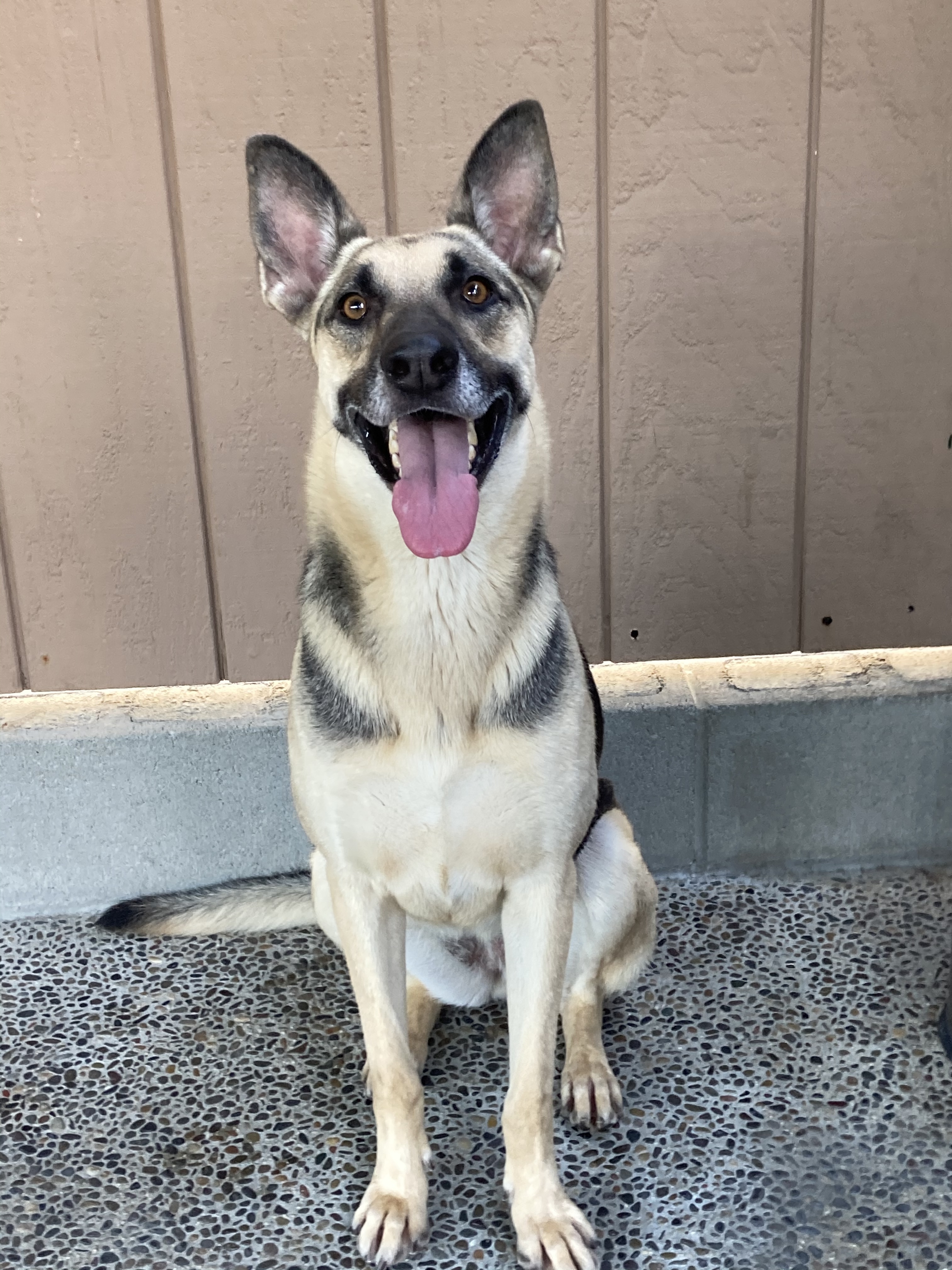 Kona, a Adoptable mixed breed in Canoga Park, CA image 4/6