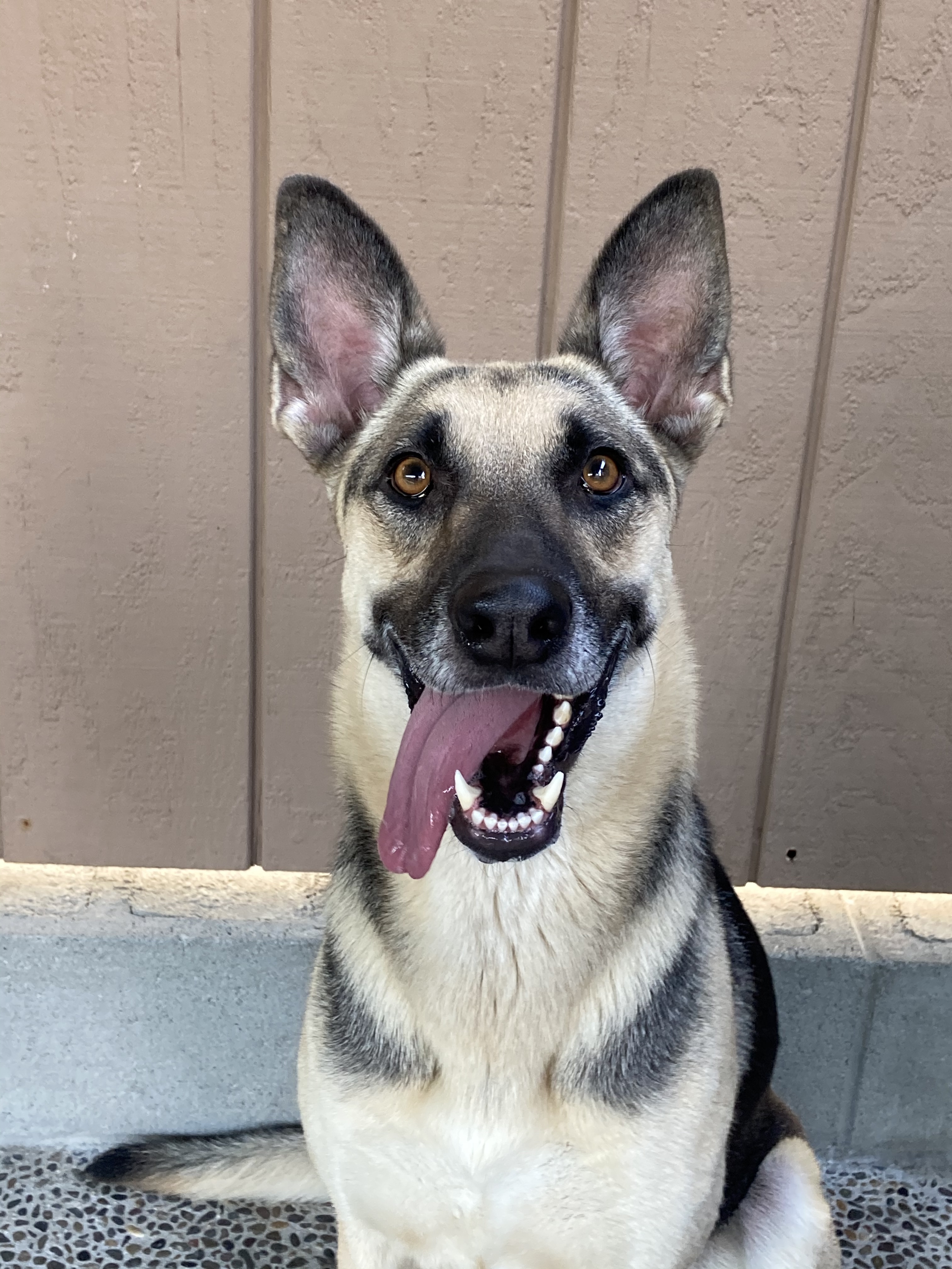 Kona, a Adoptable mixed breed in Canoga Park, CA image 5/6