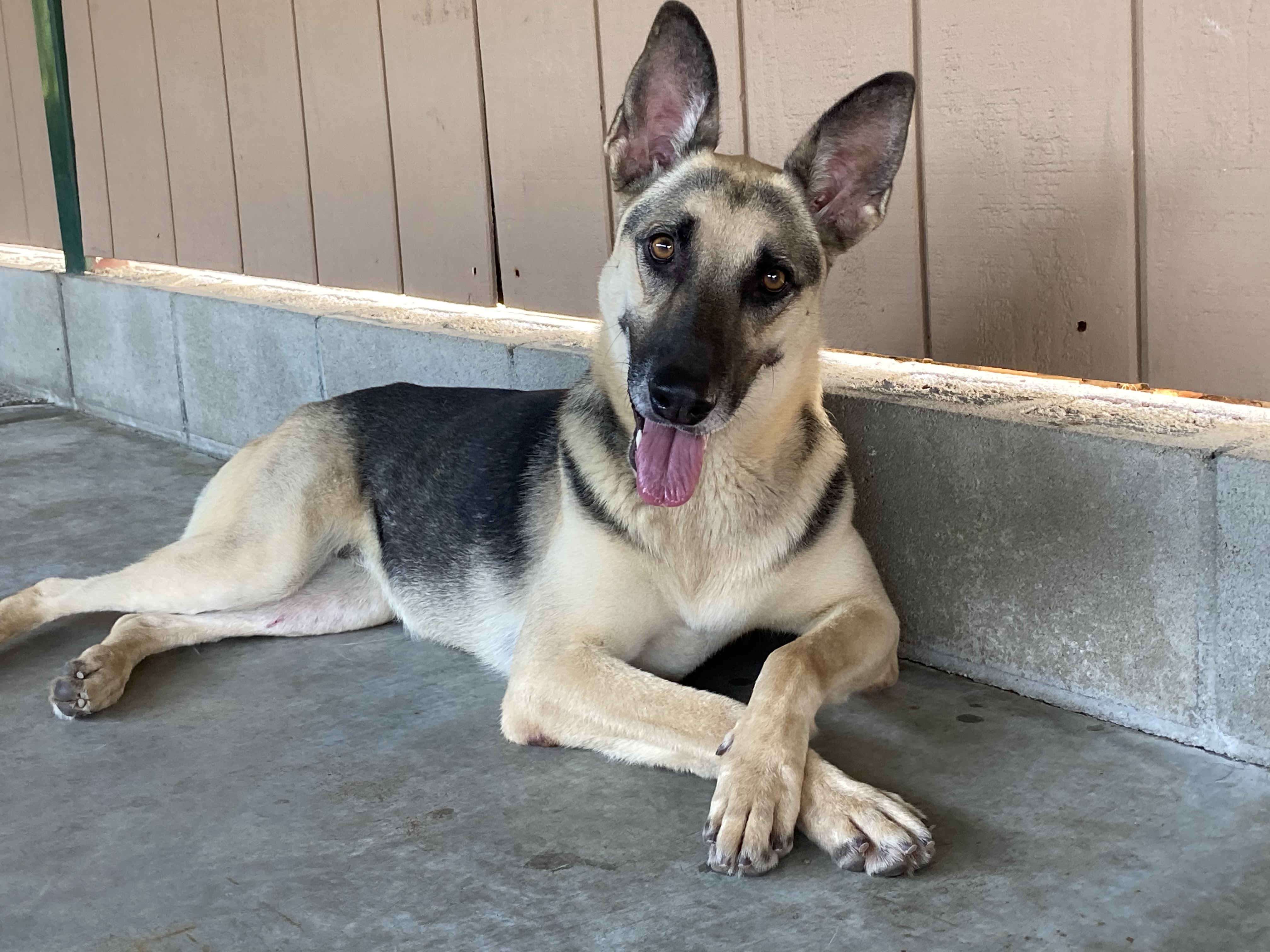 Kona, Adoptable, Adult Female German Shepherd Dog & Shepherd.