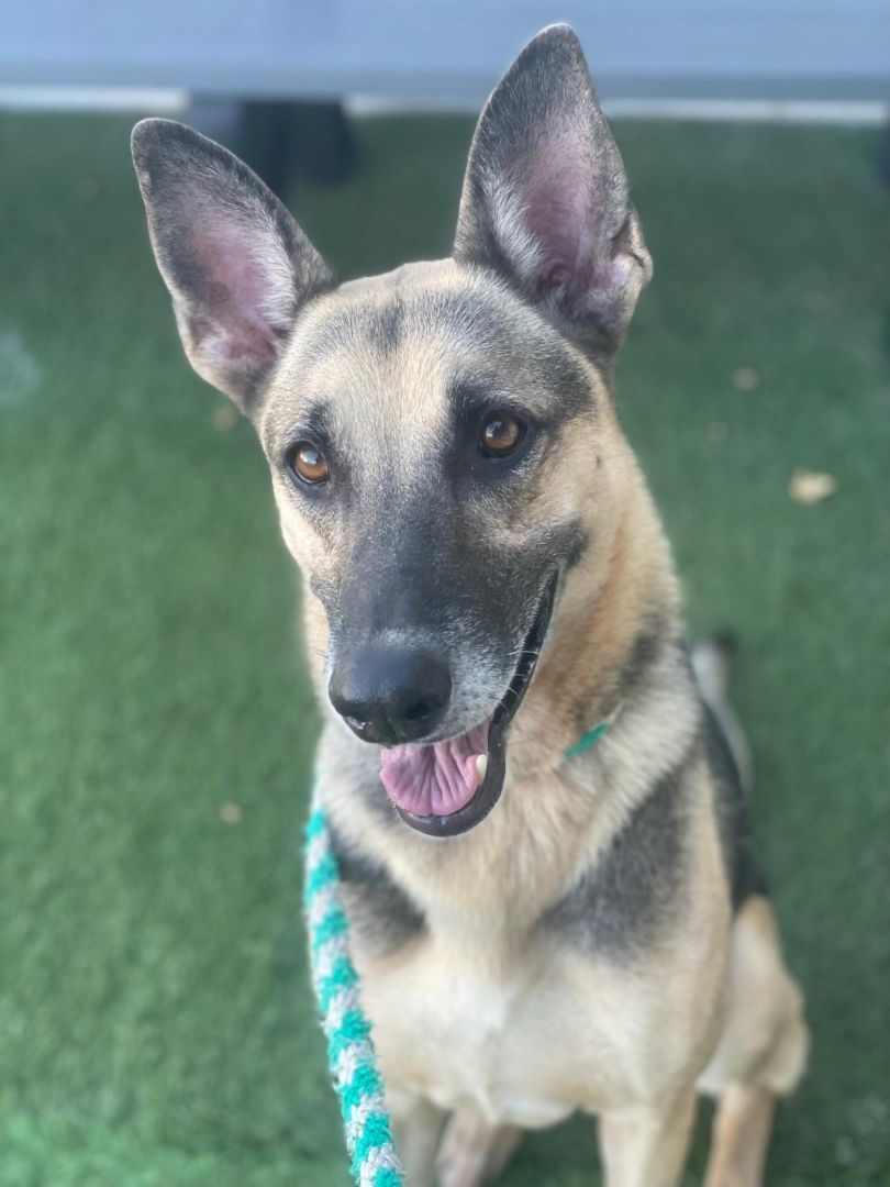 Kona, a Adoptable mixed breed in Canoga Park, CA image 3/6