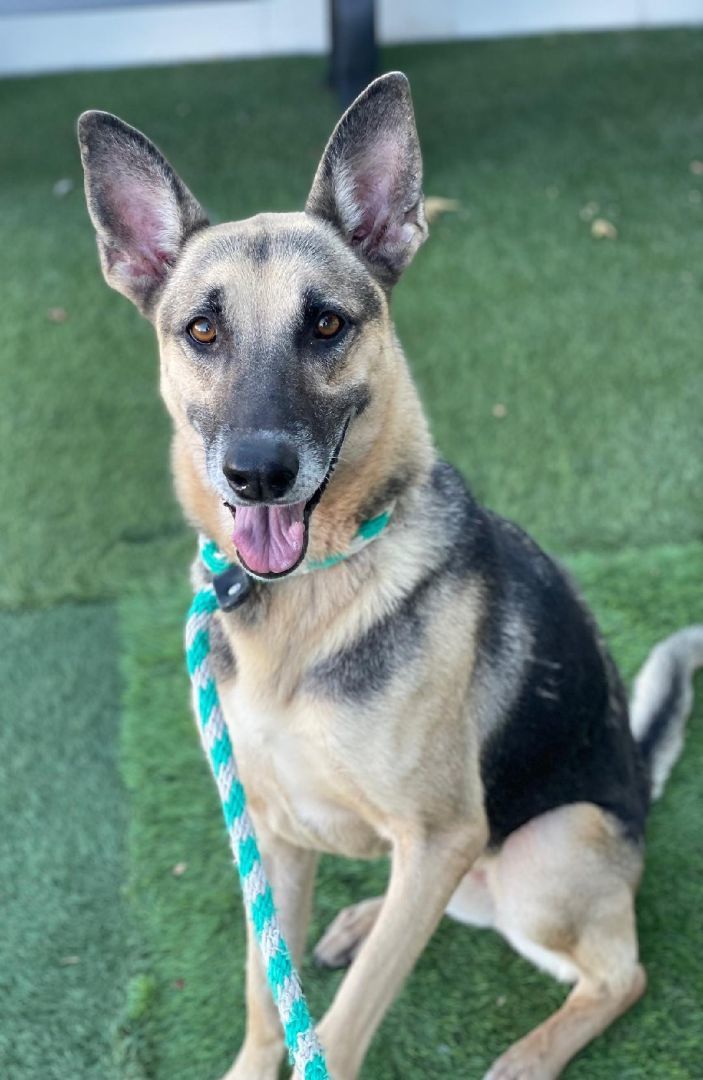 Kona, a Adoptable mixed breed in Canoga Park, CA image 6/6