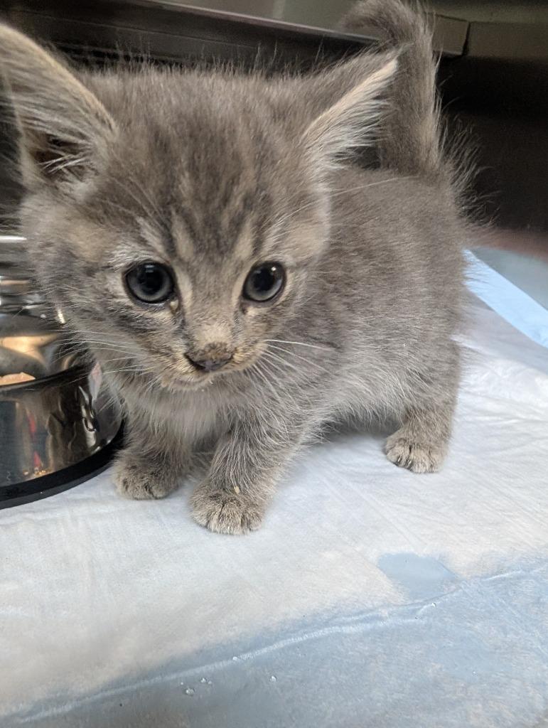 Winter, Adopted, Kitten Female Domestic Medium Hair.