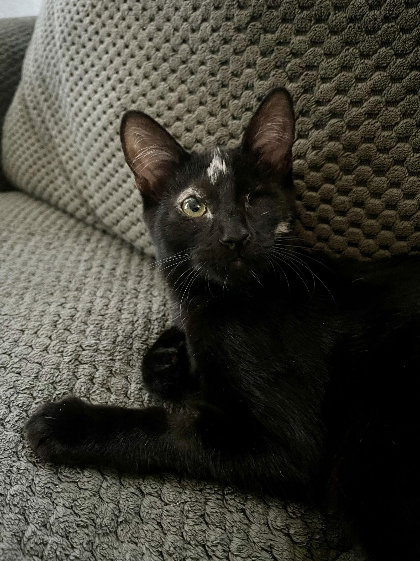 Enlarge Nova, a Adoptable mixed breed in Riverside, CA image 1/3