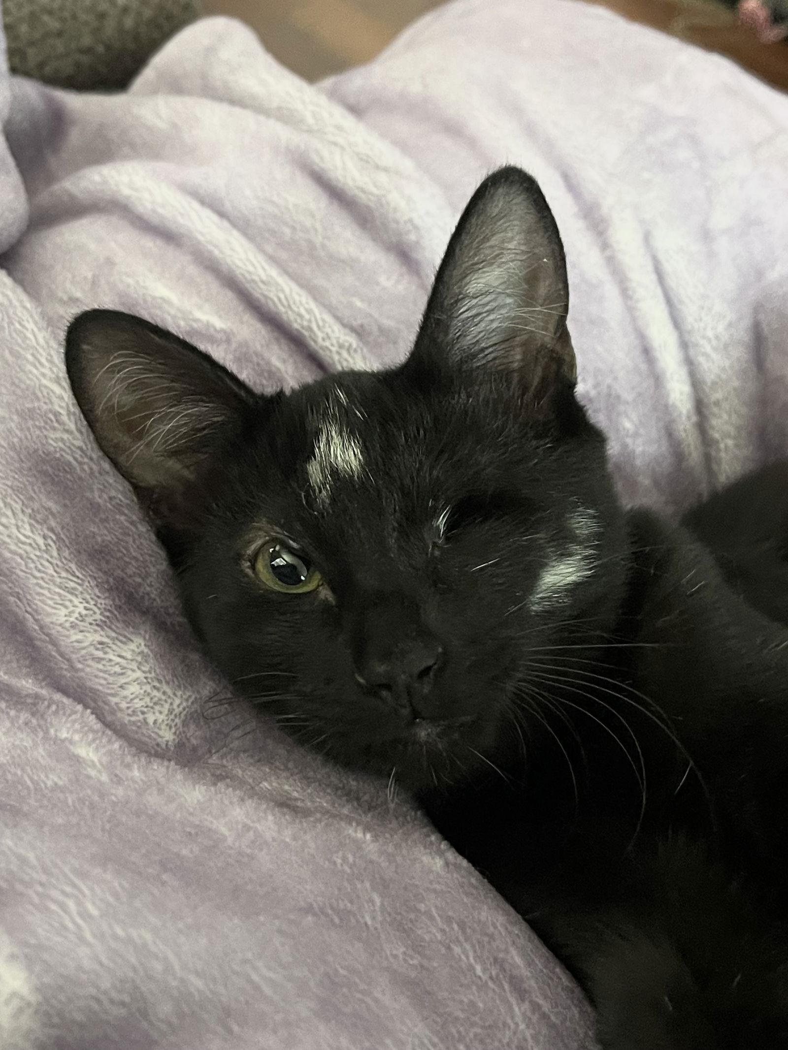 Enlarge Nova, a Adoptable mixed breed in Riverside, CA image 2/3