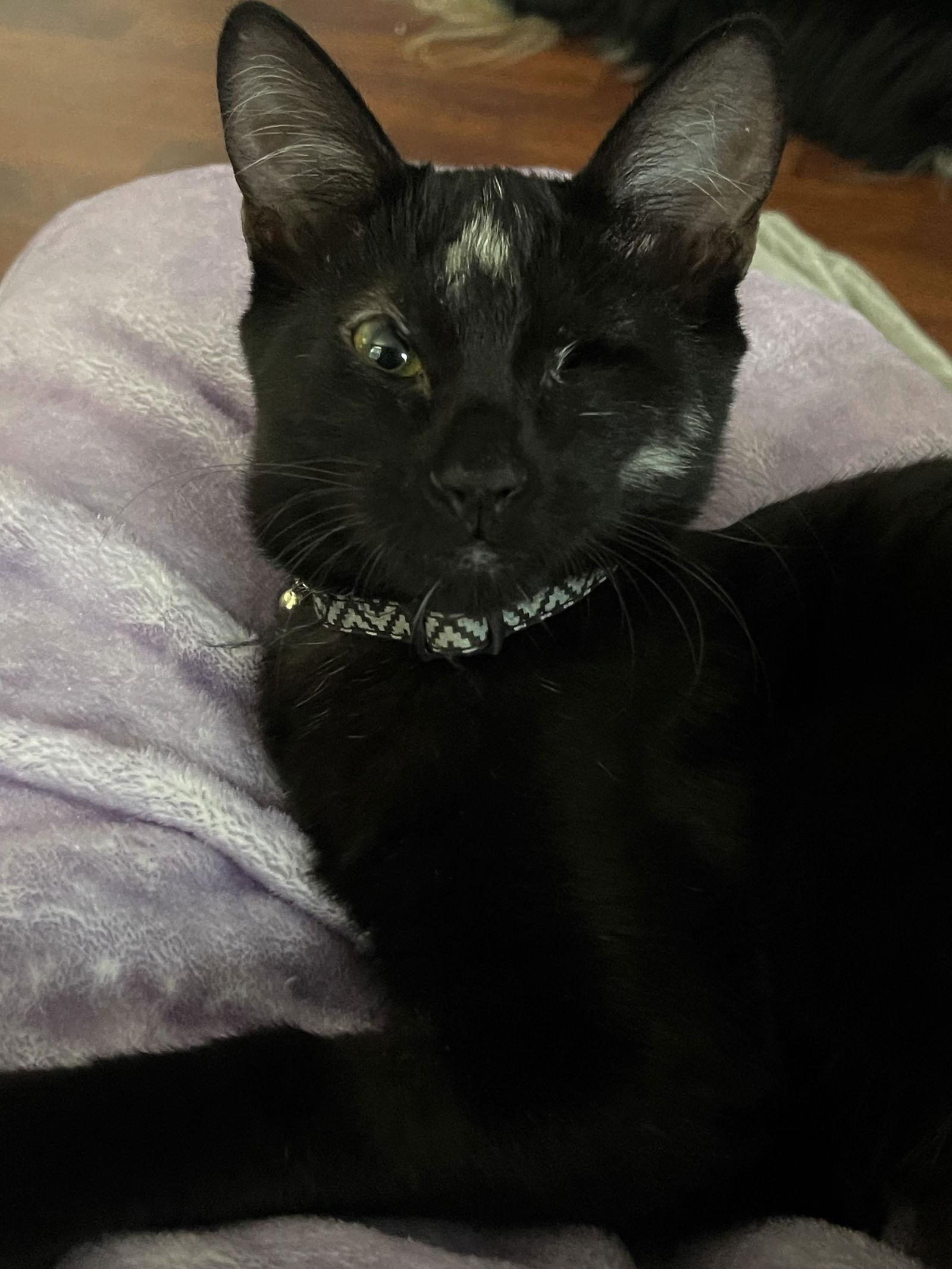 Nova — thumbnail 3