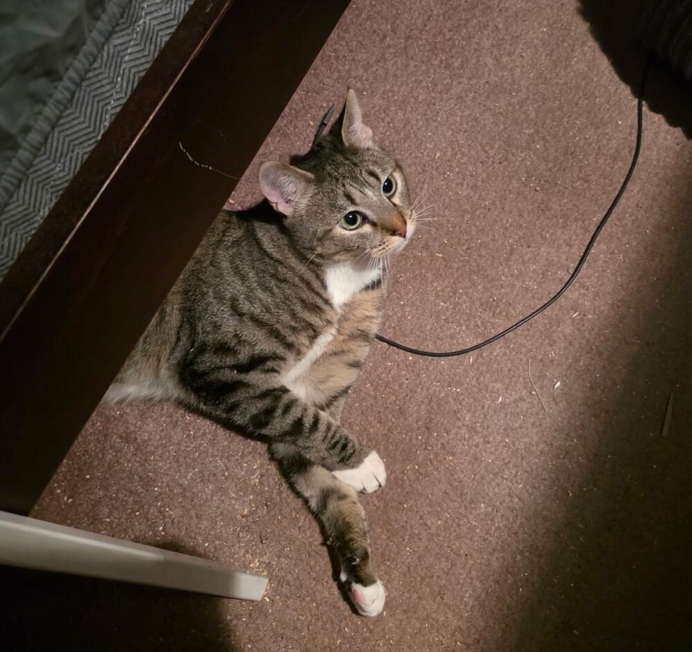 Enlarge Twonch, a Adoptable Domestic Short Hair in Lancaster, CA image 1/6