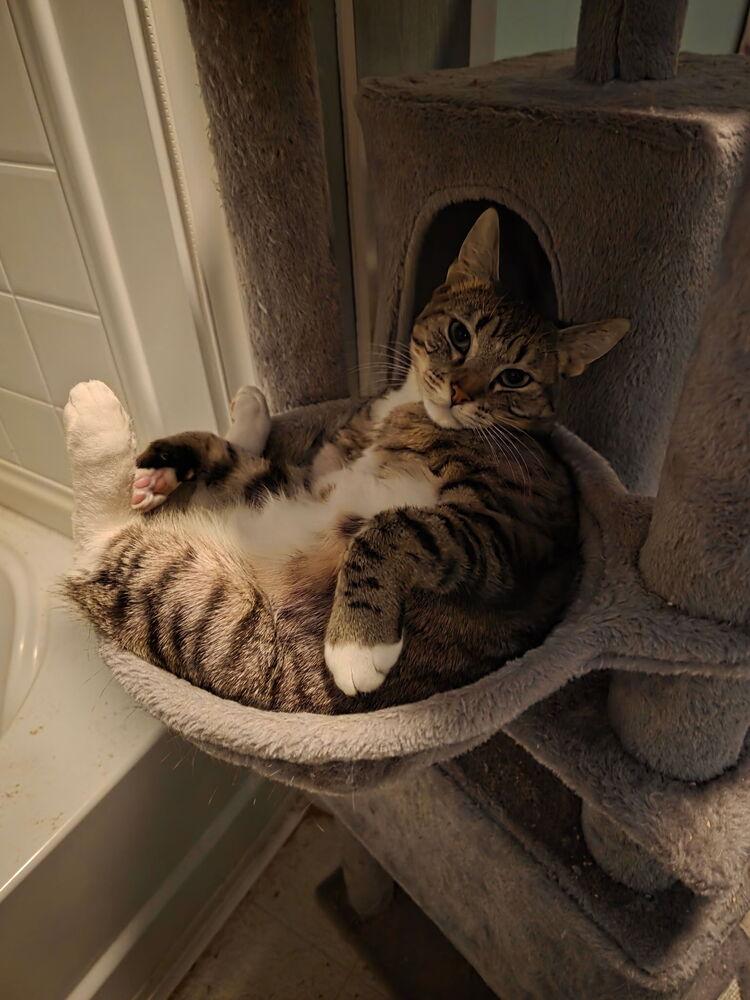 Enlarge Twonch, a Adoptable Domestic Short Hair in Lancaster, CA image 2/6