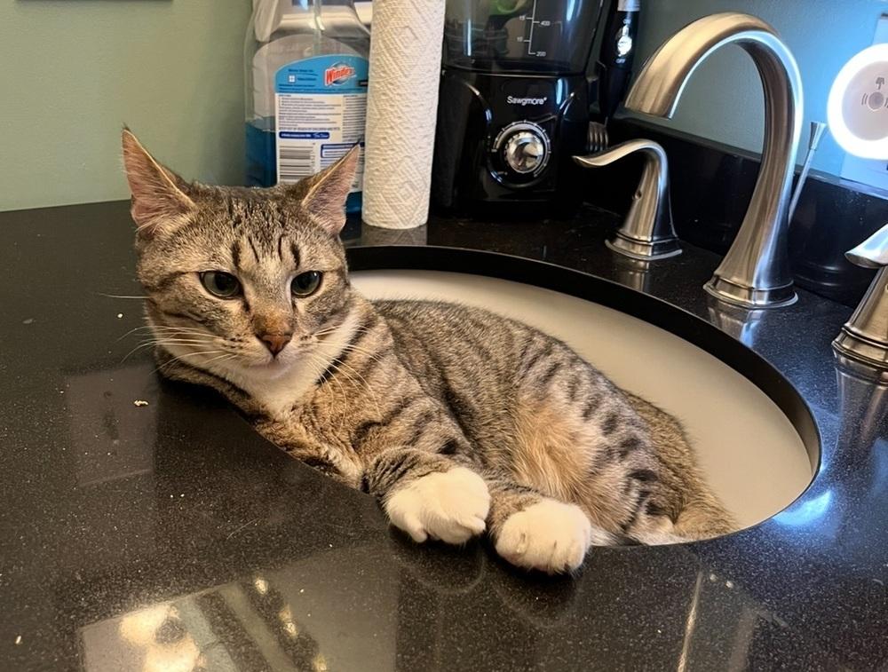 Enlarge Twonch, a Adoptable Domestic Short Hair in Lancaster, CA image 3/6