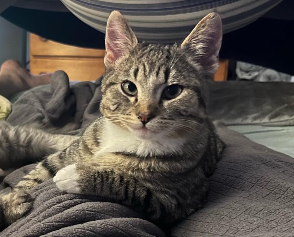 Twonch, Adoptable, Kitten Male Domestic Short Hair.