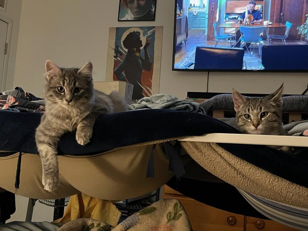 Enlarge Twonch, a Adoptable Domestic Short Hair in Lancaster, CA image 5/6