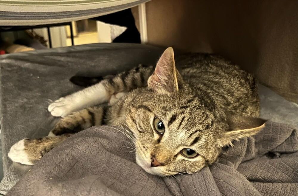 Twonch, Adoptable, Kitten Male Domestic Short Hair.