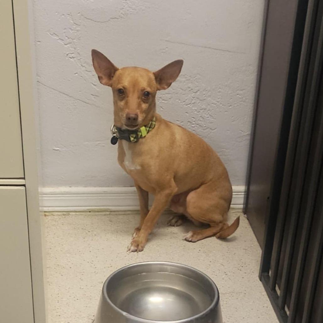 Rusty, Adoptable, Adult Male Chihuahua & Mixed Breed.