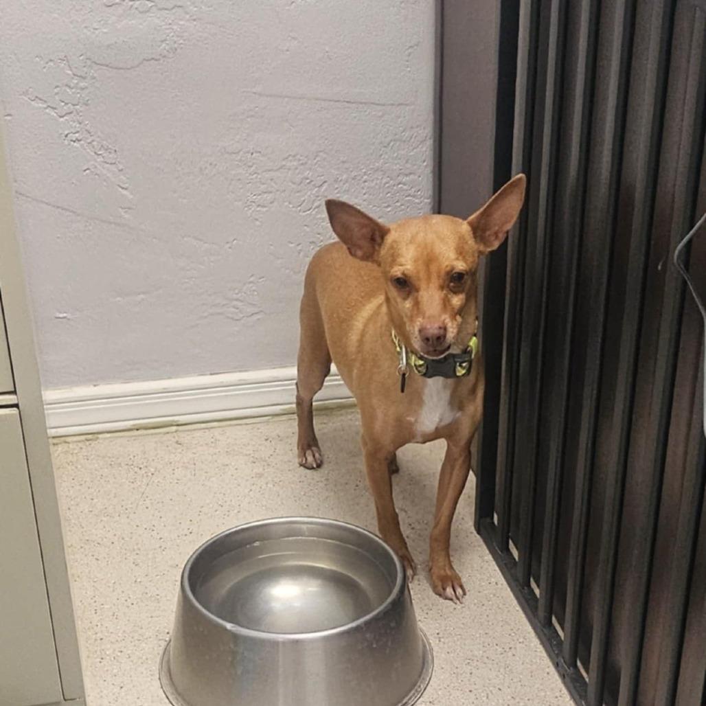 Enlarge Rusty, a Adoptable mixed breed in Las Cruces, NM image 4/6