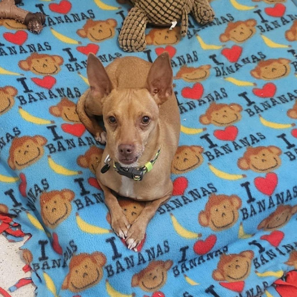 Enlarge Rusty, a Adoptable mixed breed in Las Cruces, NM image 5/6