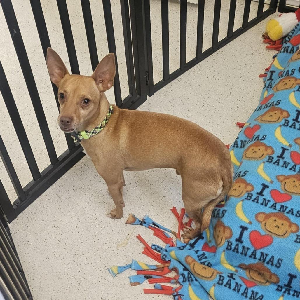 Enlarge Rusty, a Adoptable mixed breed in Las Cruces, NM image 6/6