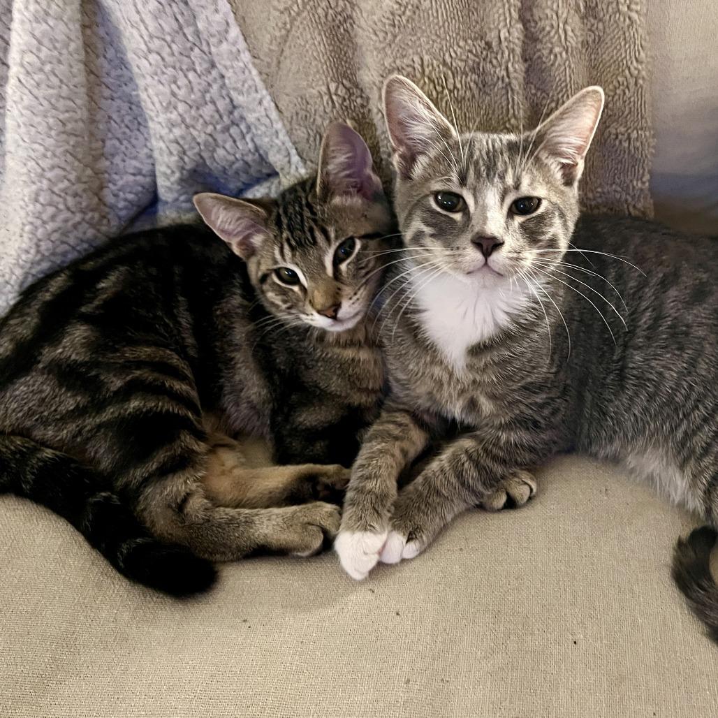 Blanka, Adoptable, Kitten Male Domestic Short Hair.