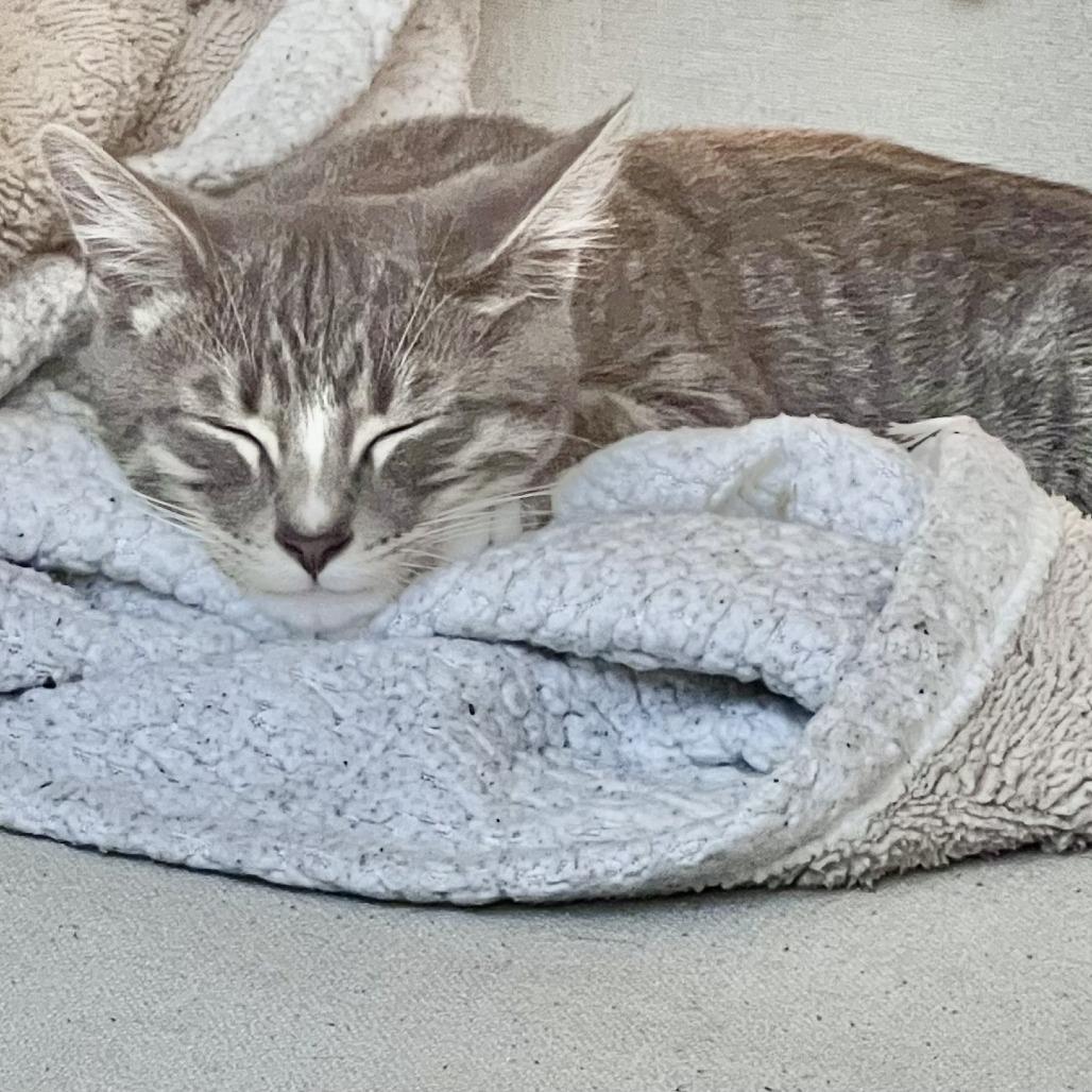 Blanka, a Adoptable Domestic Short Hair in Redmond, WA image 6/6