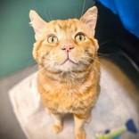 Enlarge Garfield, a ADOPTABLE Domestic Short Hair in Santa Cruz, CA image 3/3