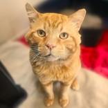 Garfield, ADOPTABLE, Adult Male Domestic Short Hair.