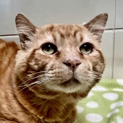 Enlarge Garfield, a ADOPTABLE Domestic Short Hair in Santa Cruz, CA image 2/3