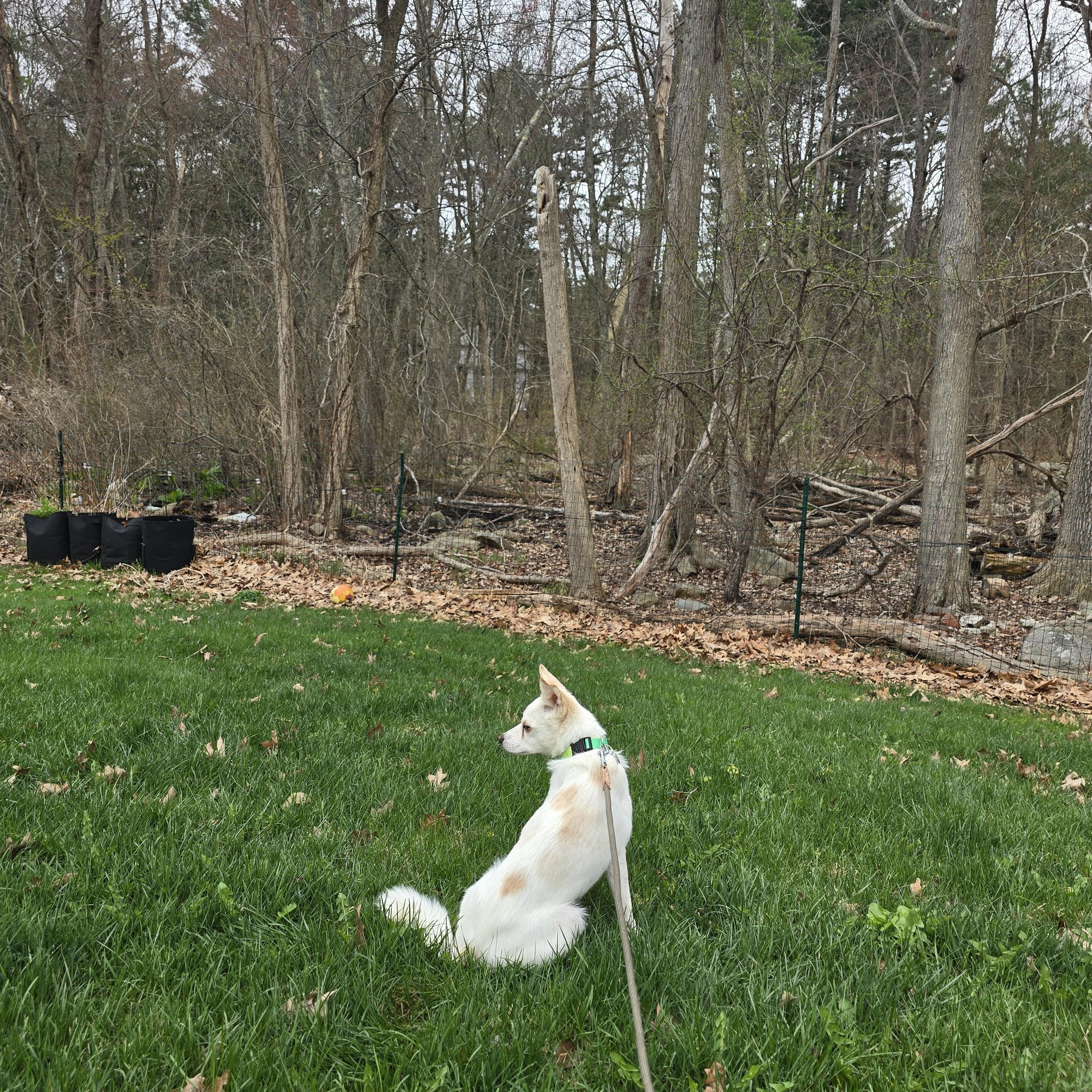 Doreen, a ADOPTABLE mixed breed in Westwood, MA image 6/6