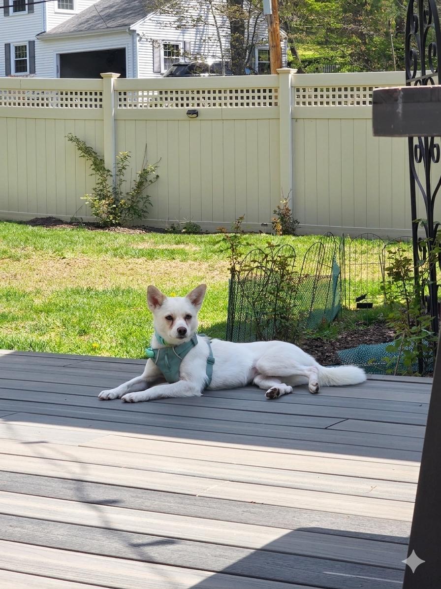 Doreen, a ADOPTABLE mixed breed in Westwood, MA image 4/6