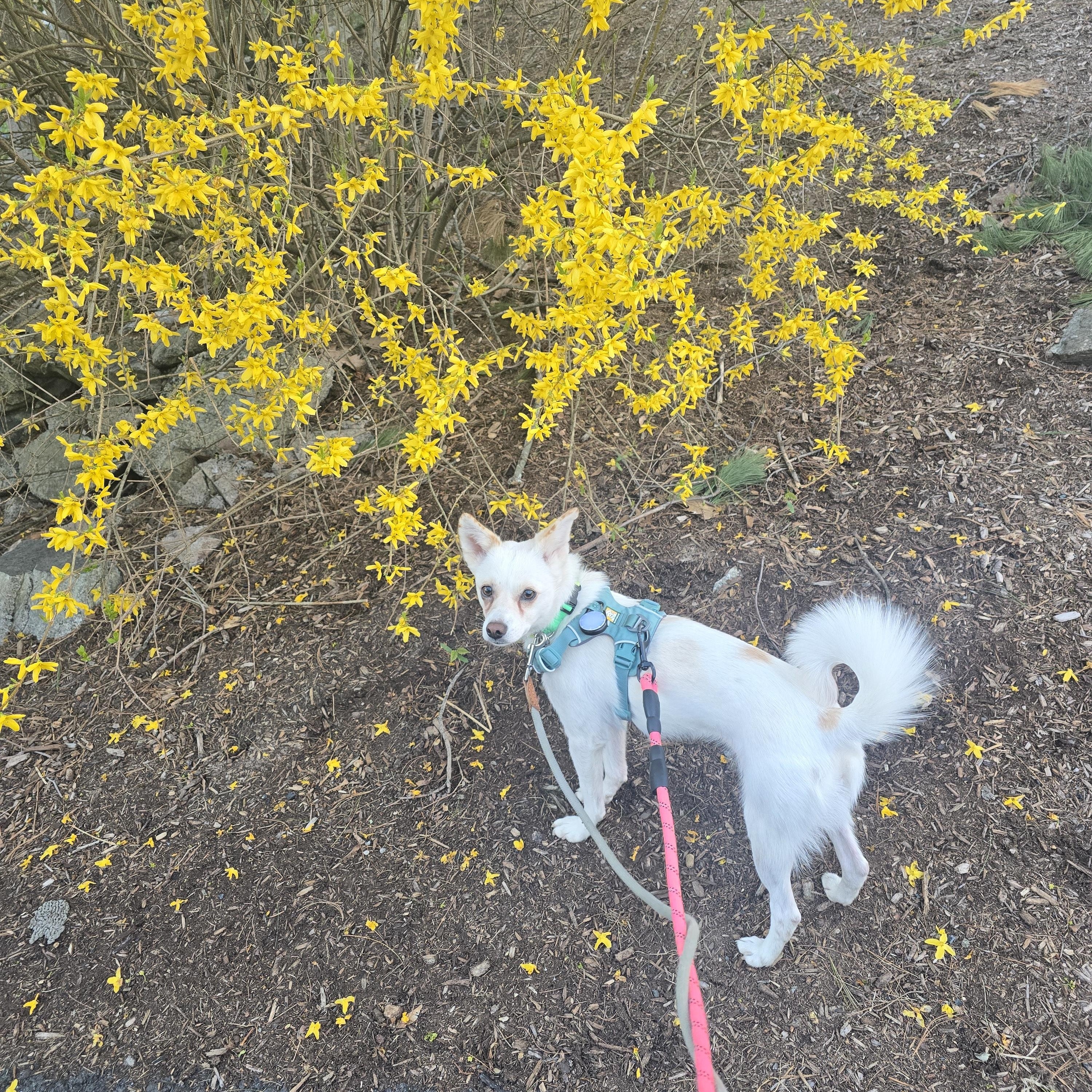 Doreen, a ADOPTABLE mixed breed in Westwood, MA image 5/6