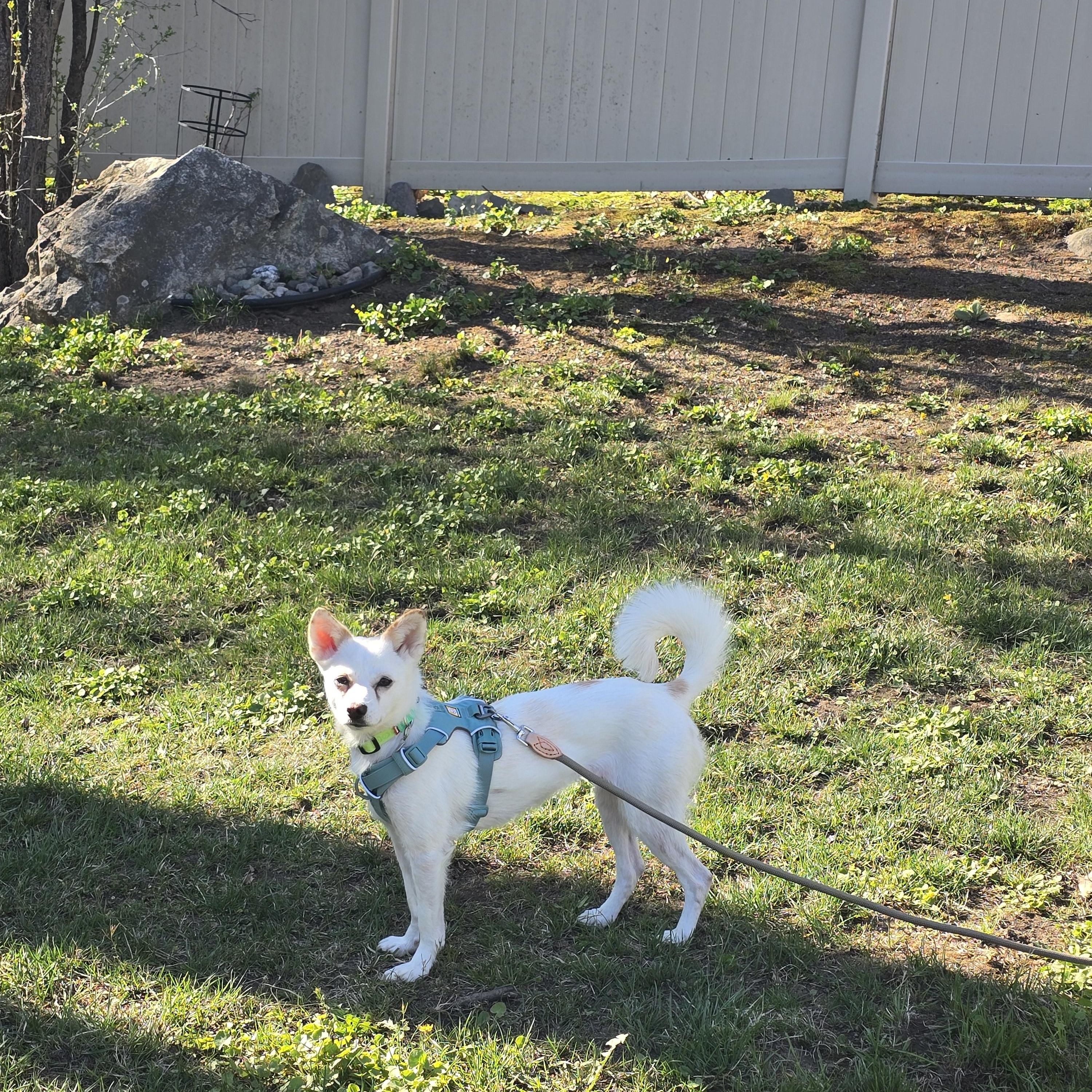 Doreen, a ADOPTABLE mixed breed in Westwood, MA image 2/6