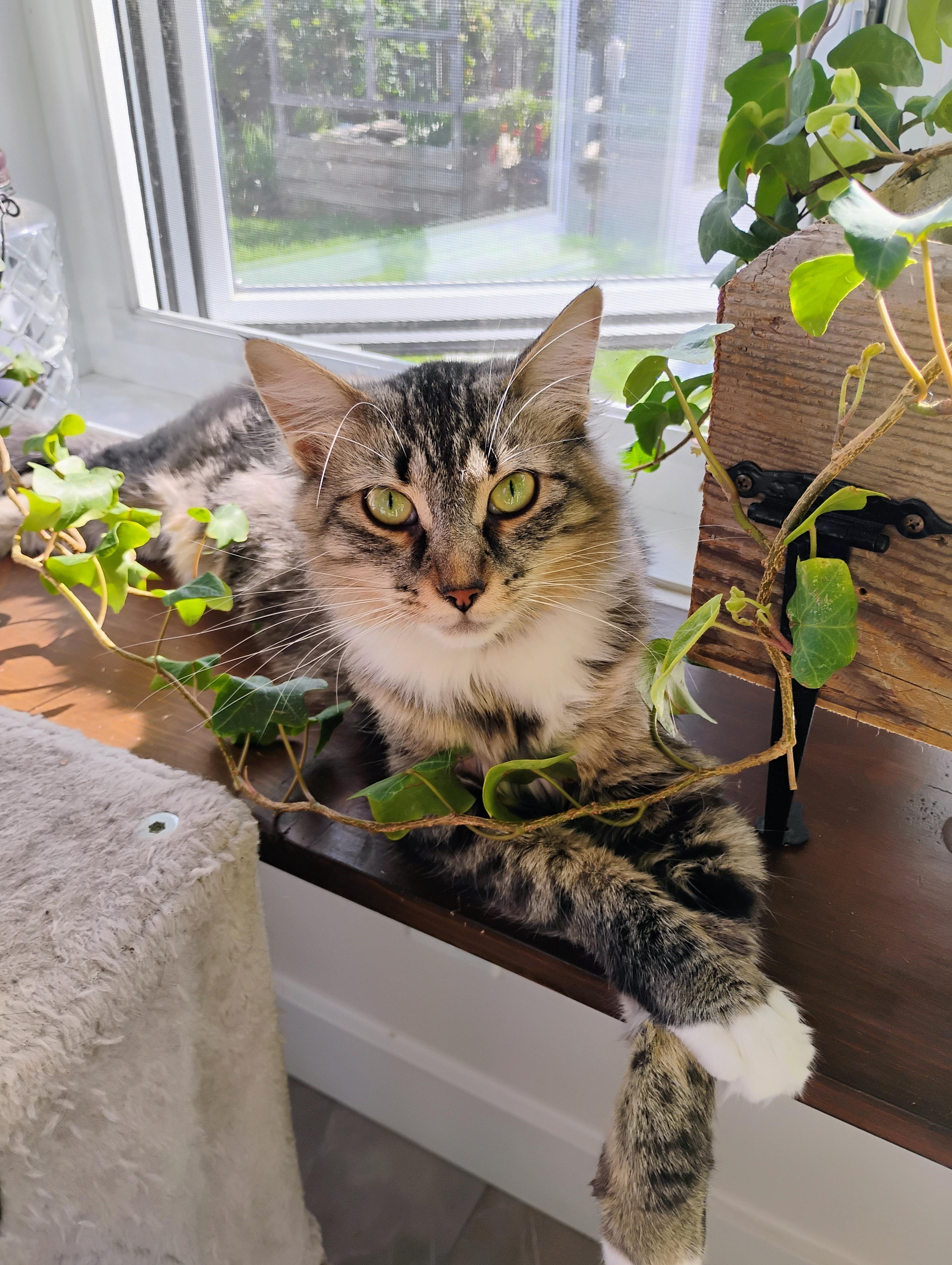 Enlarge HERMIONE (FA/FF), a Adoptable Domestic Medium Hair in Sainte-Angele-de-Monnoir, QC image 1/2