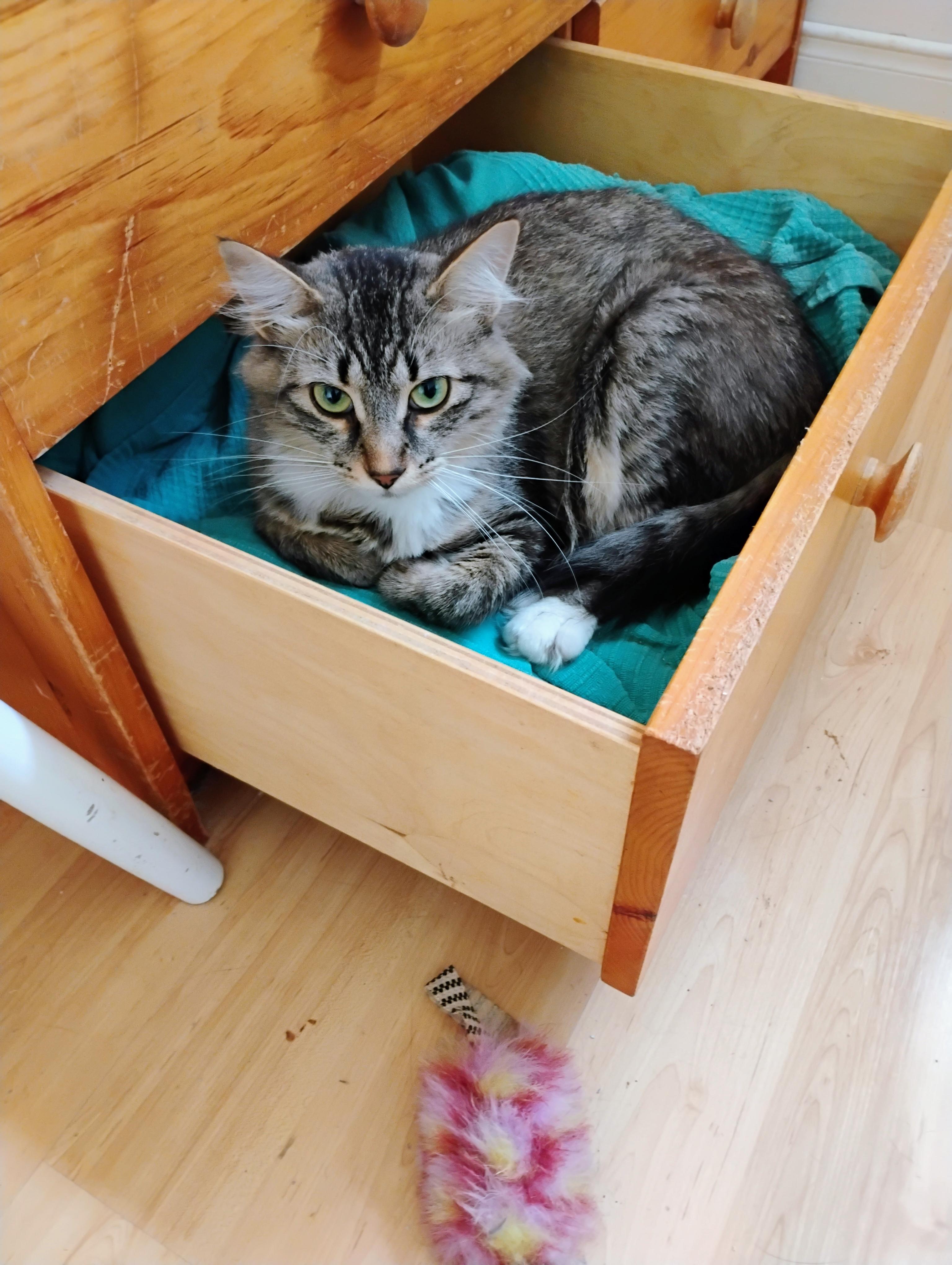 Enlarge HERMIONE (FA/FF), a Adoptable Domestic Medium Hair in Sainte-Angele-de-Monnoir, QC image 2/2