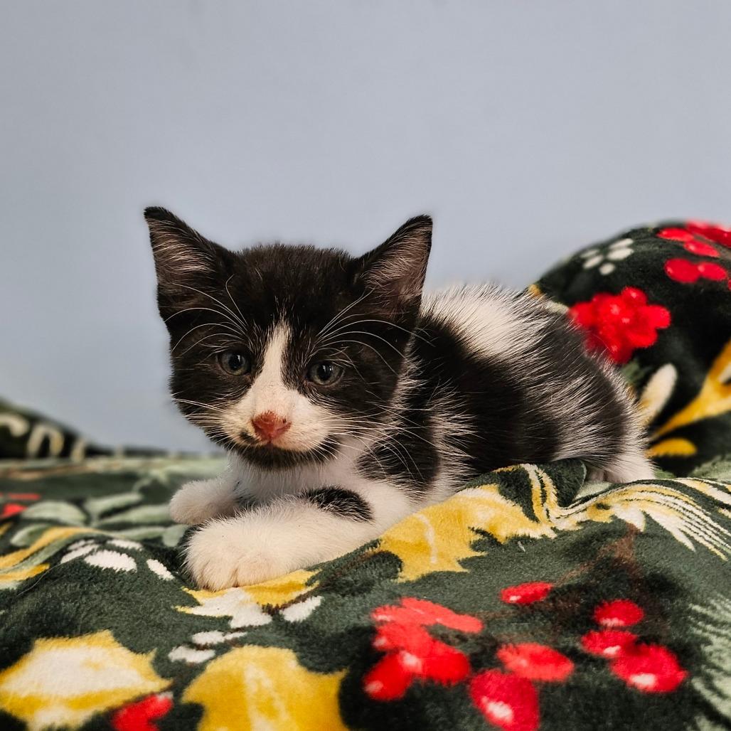 Enlarge Rammstein, a Adoptable Domestic Medium Hair in Wahiawa, HI image 1/1