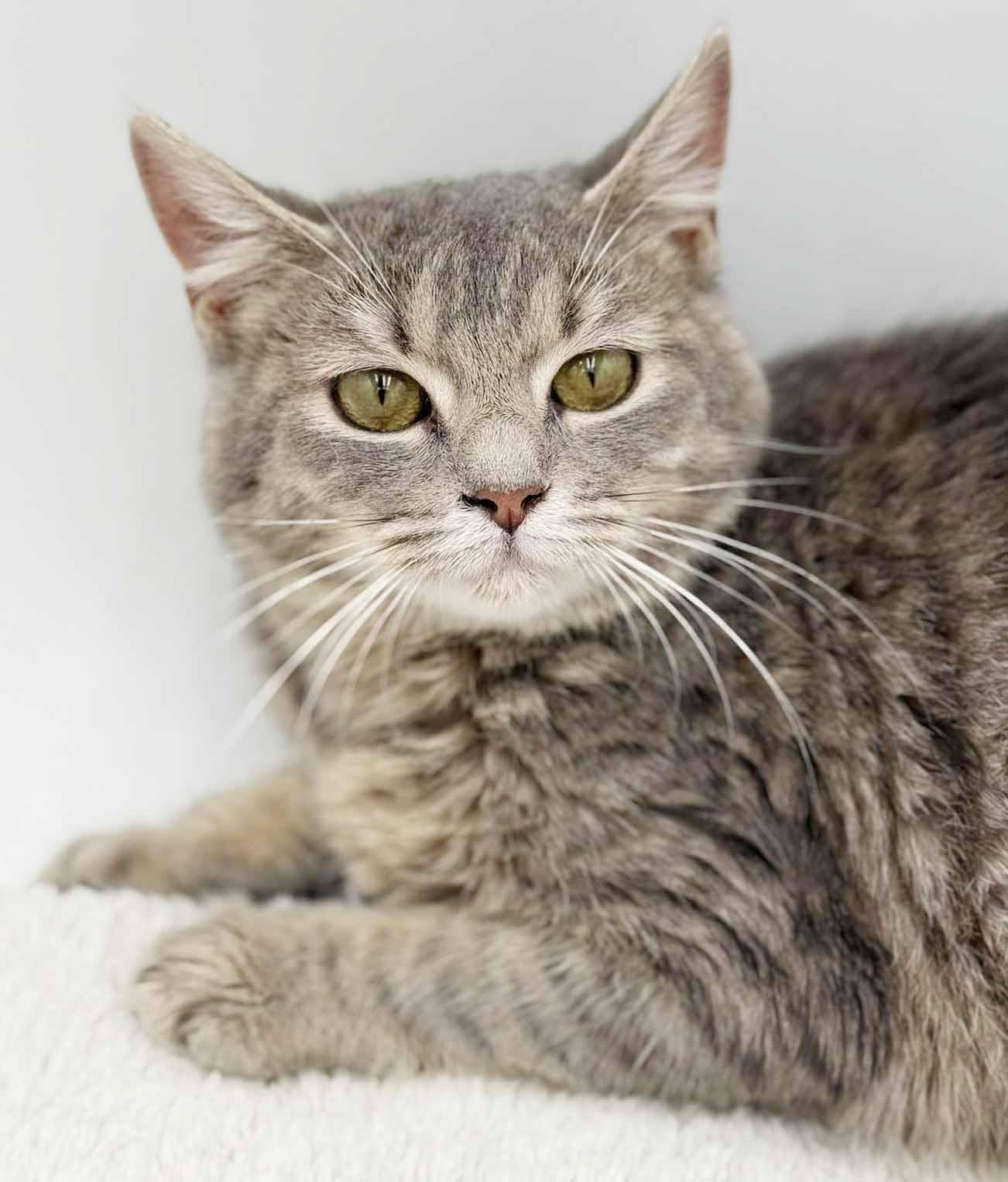 Enlarge Fluffy is... well our fluffy lover angel! SEE VIDEO for this therapy sweet doll!, an adopted mixed breed in Bedford Hills, NY image 5/6