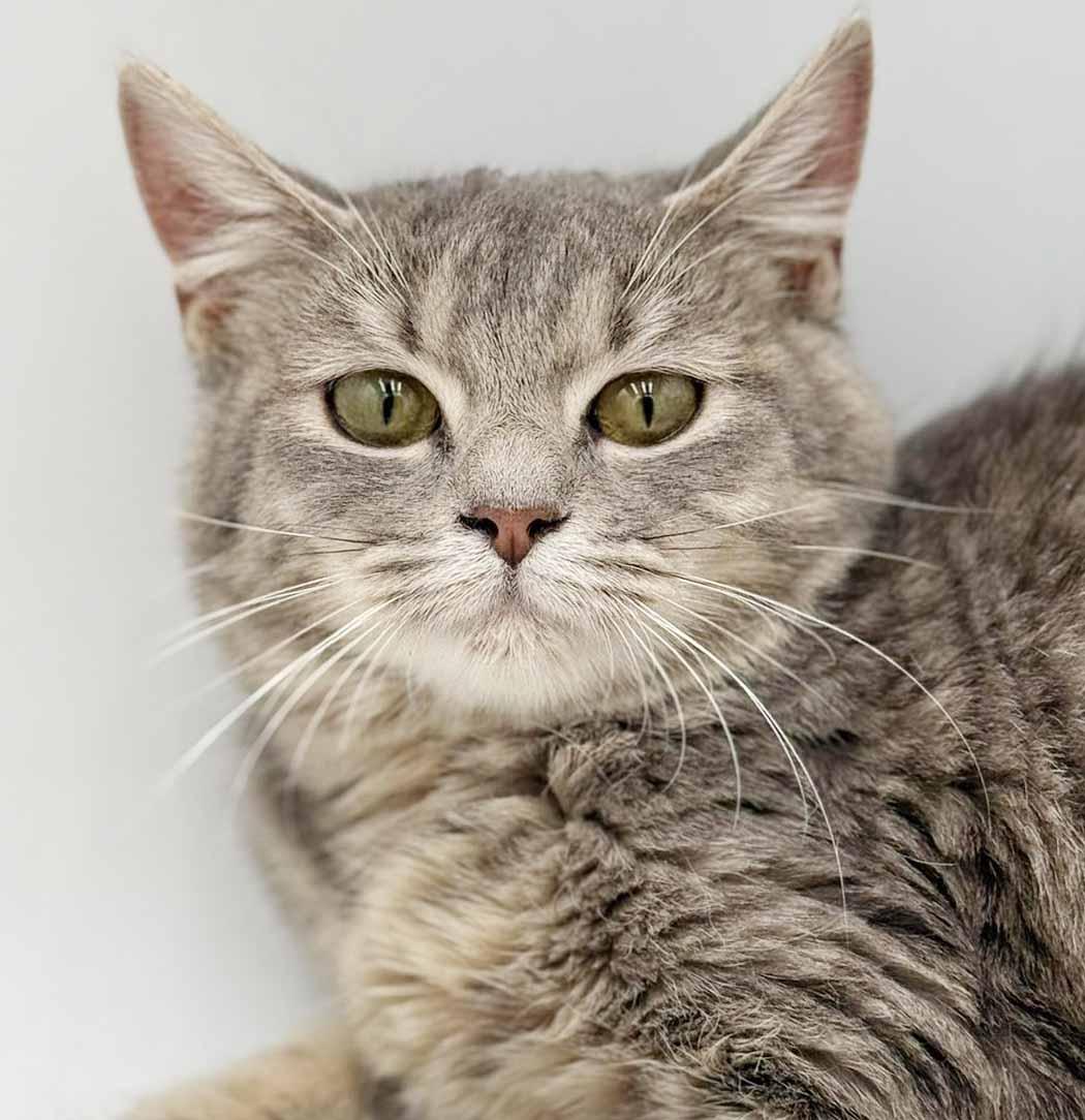Fluffy is... well our fluffy lover angel! SEE VIDEO for this therapy sweet doll!, adopted, Young Female Tabby & Russian Blue.