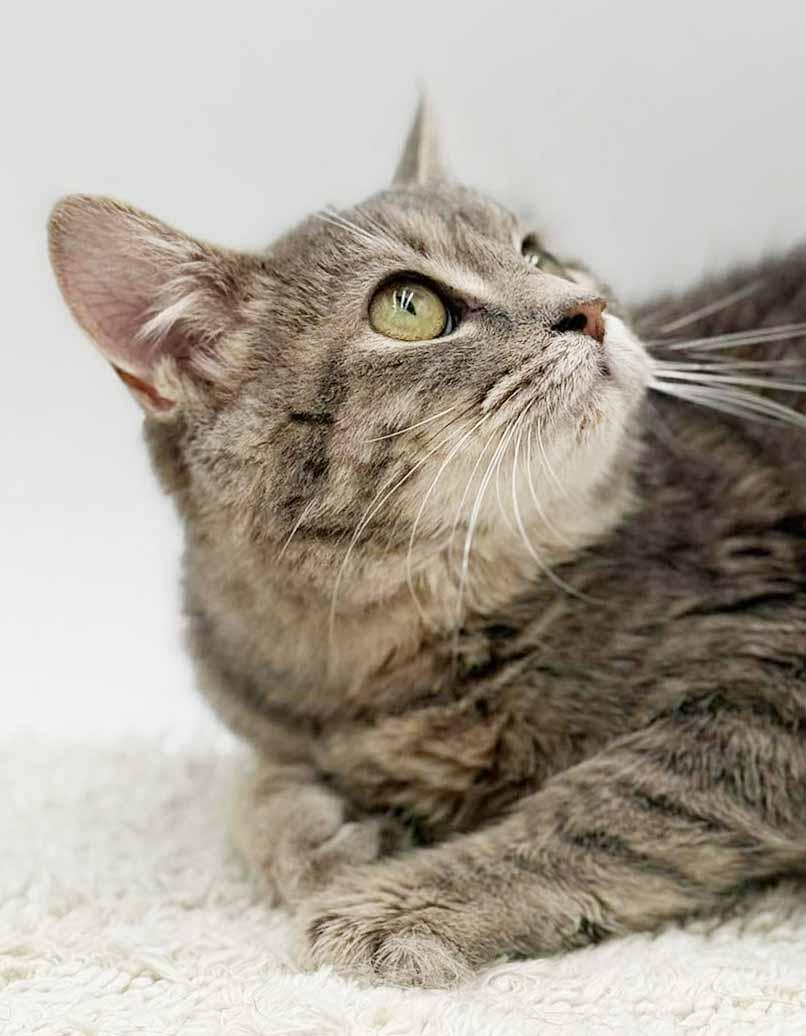 Enlarge Fluffy is... well our fluffy lover angel! SEE VIDEO for this therapy sweet doll!, an adopted mixed breed in Bedford Hills, NY image 3/6