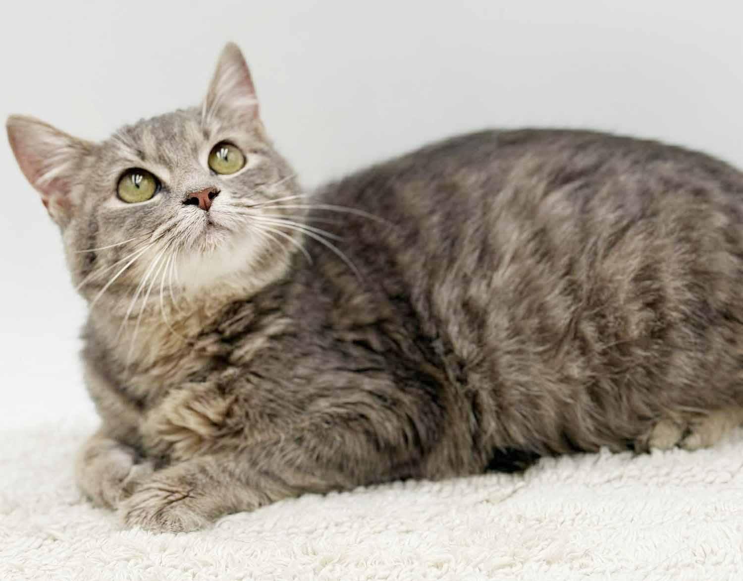 Enlarge Fluffy is... well our fluffy lover angel! SEE VIDEO for this therapy sweet doll!, an adopted mixed breed in Bedford Hills, NY image 6/6